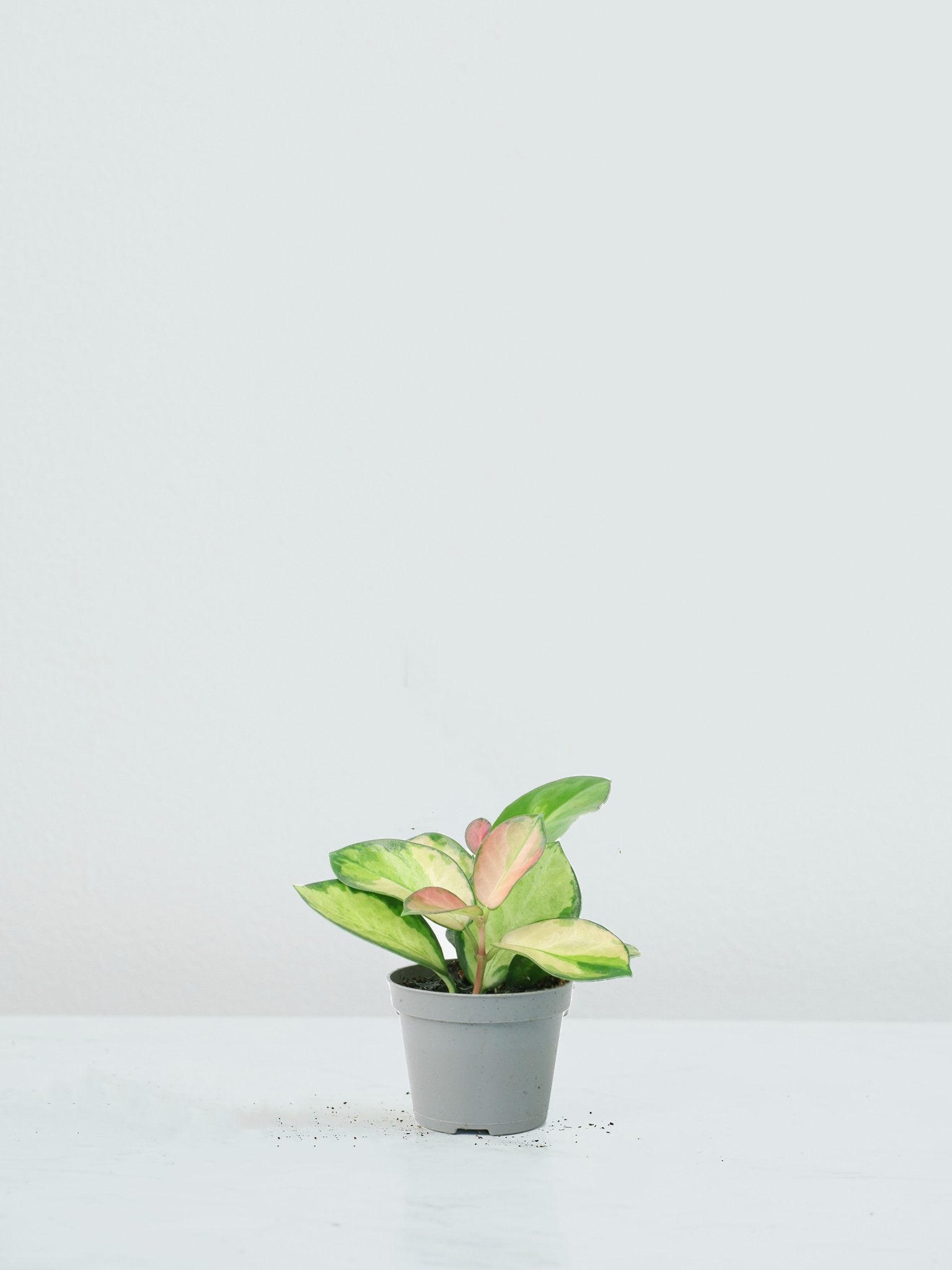 Mini Hoya Tricolor - Plantredo
