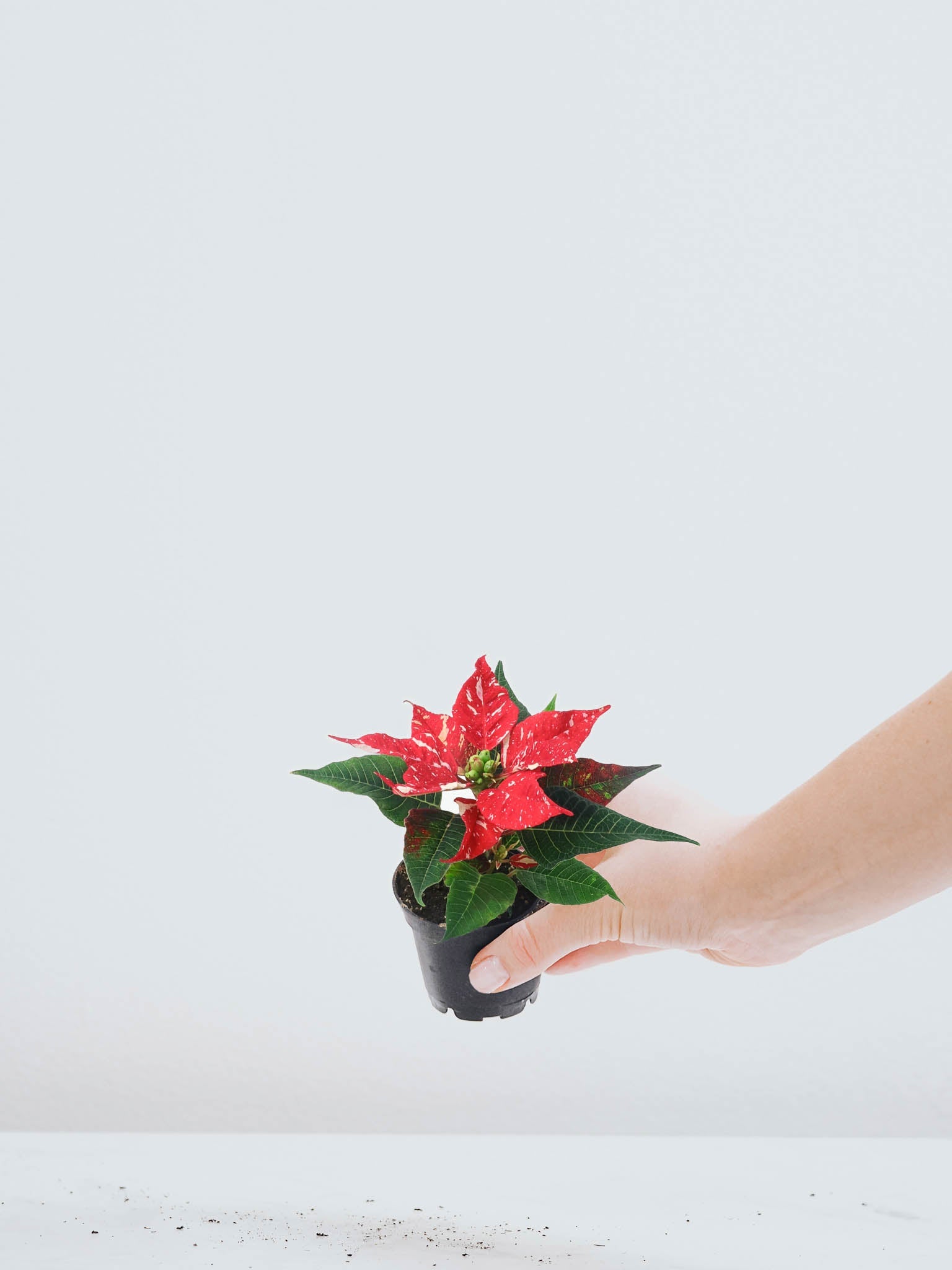 Mini Julstjärna 'Christmas' - Plantredo