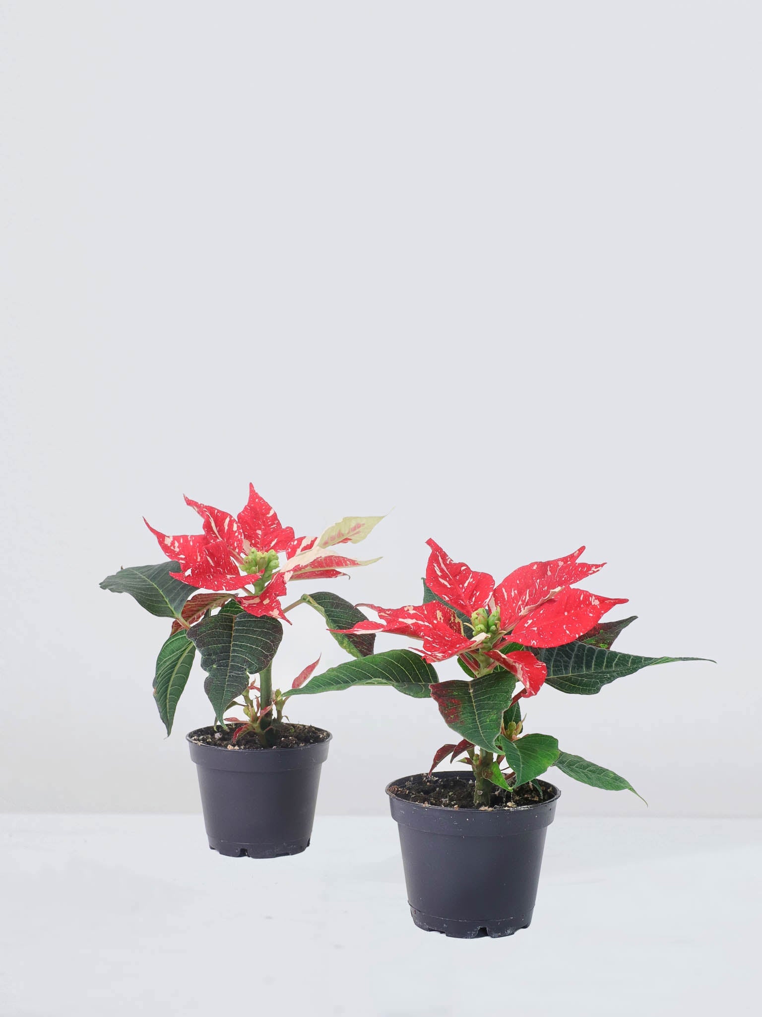 Mini Julstjärna 'Christmas' - Plantredo
