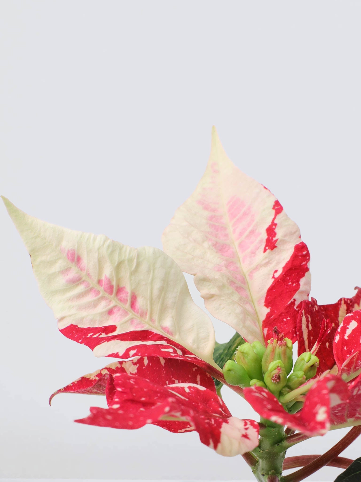 Mini Julstjärna 'Christmas' - Plantredo