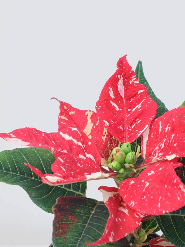 Mini Julstjärna 'Christmas' - Plantredo