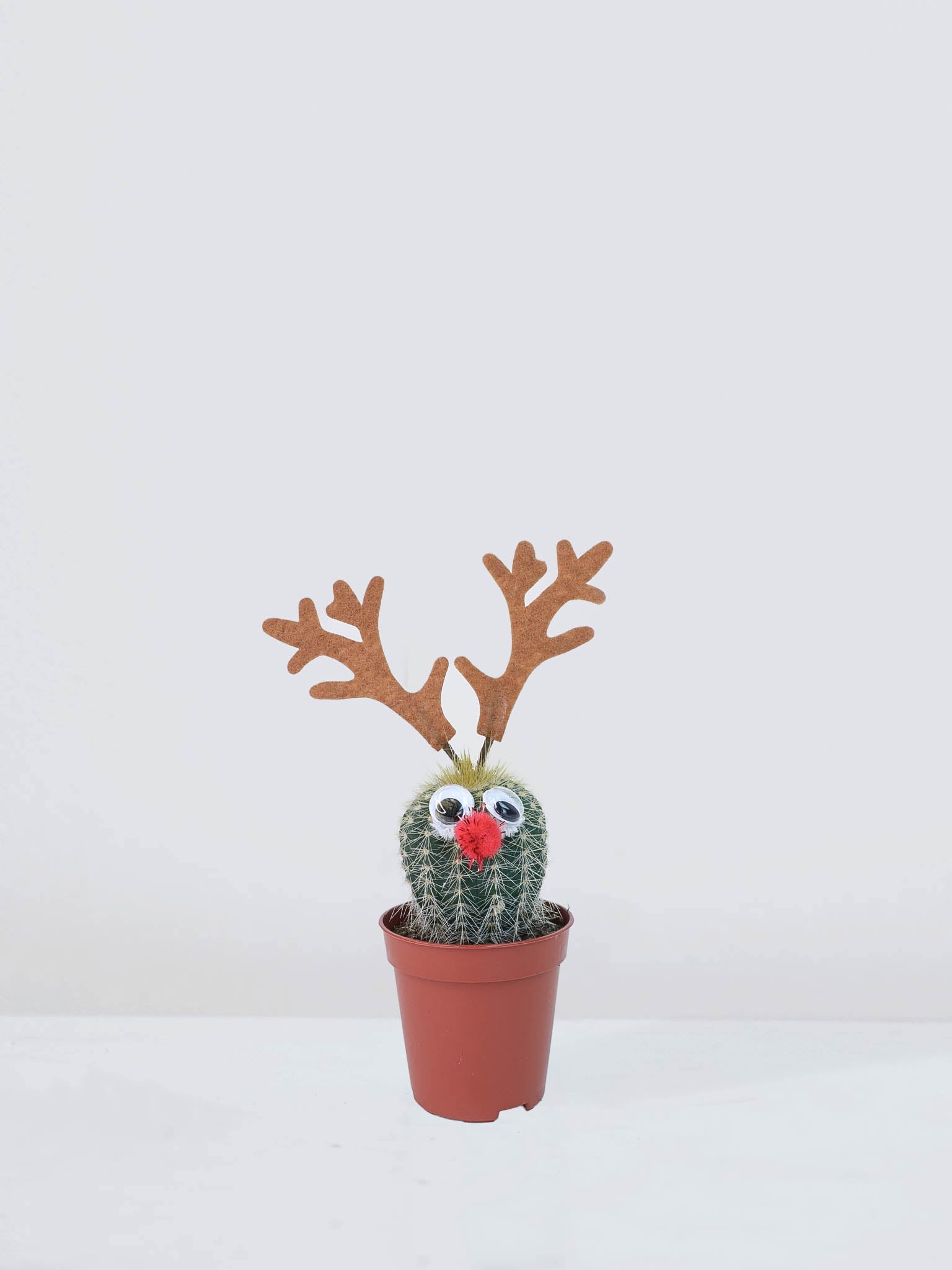 Mini kaktus ´Christmas´ - Plantredo