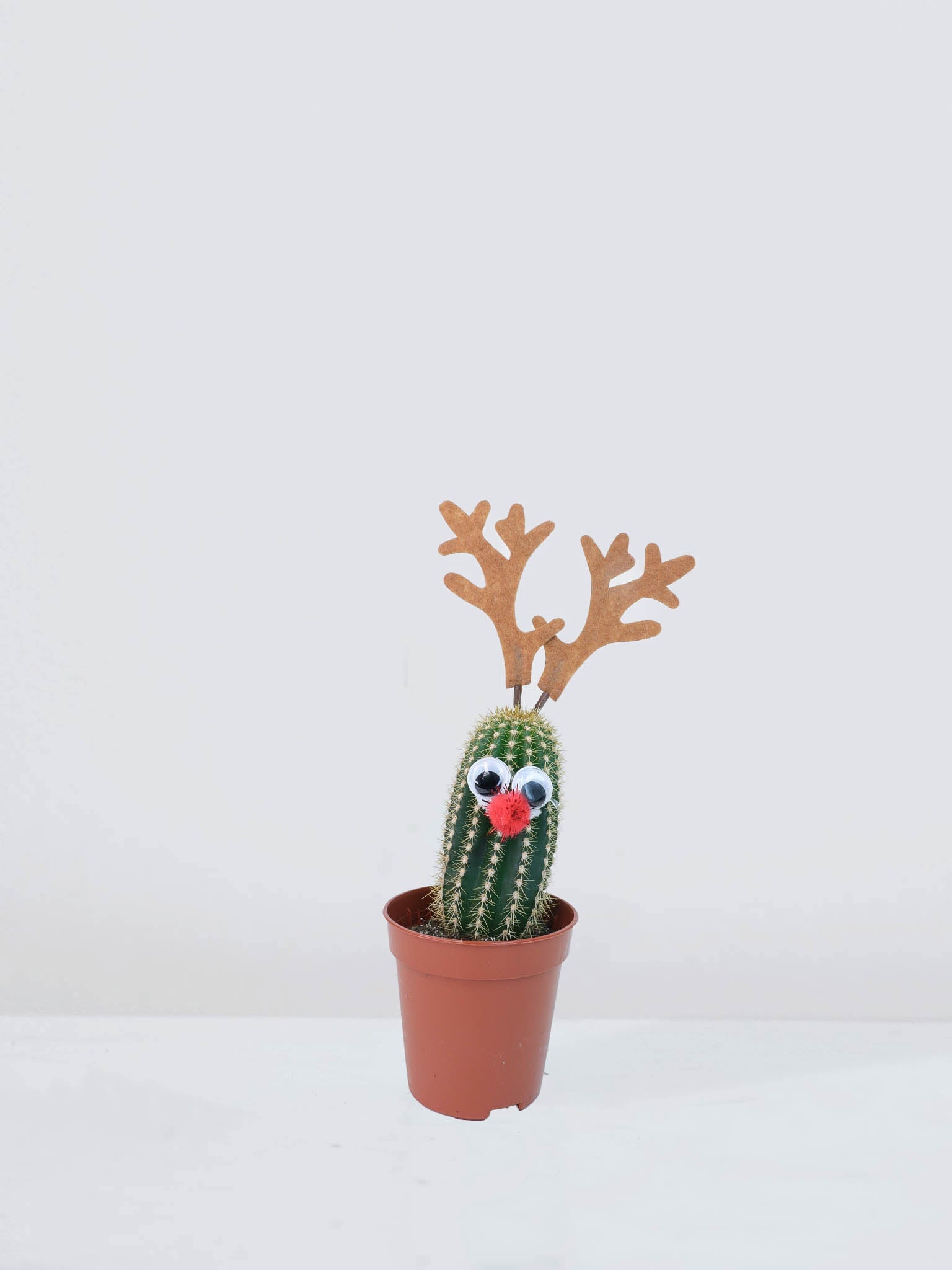 Mini kaktus ´Christmas´ - Plantredo