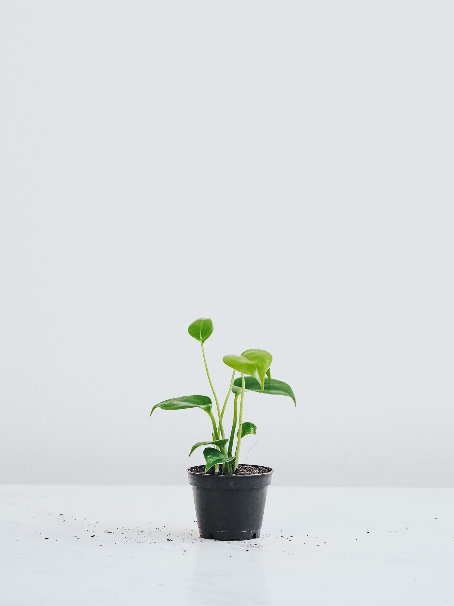 Mini Monstera - Plantredo