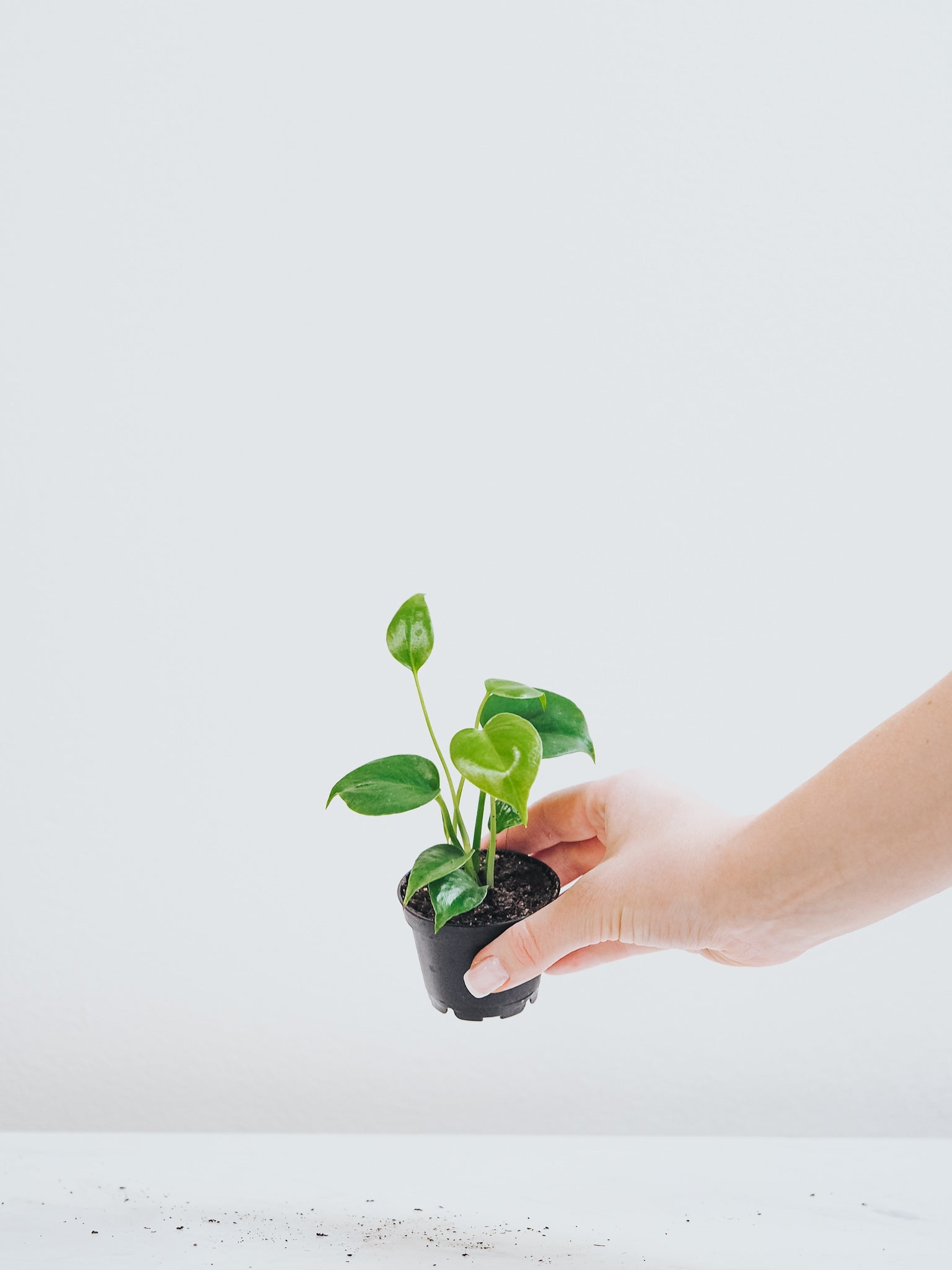 Mini Monstera - Plantredo