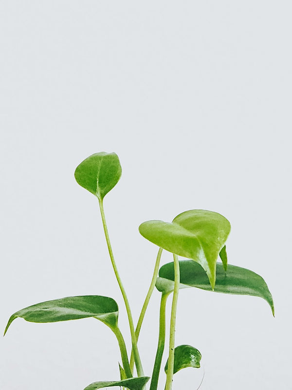 Mini Monstera - Plantredo