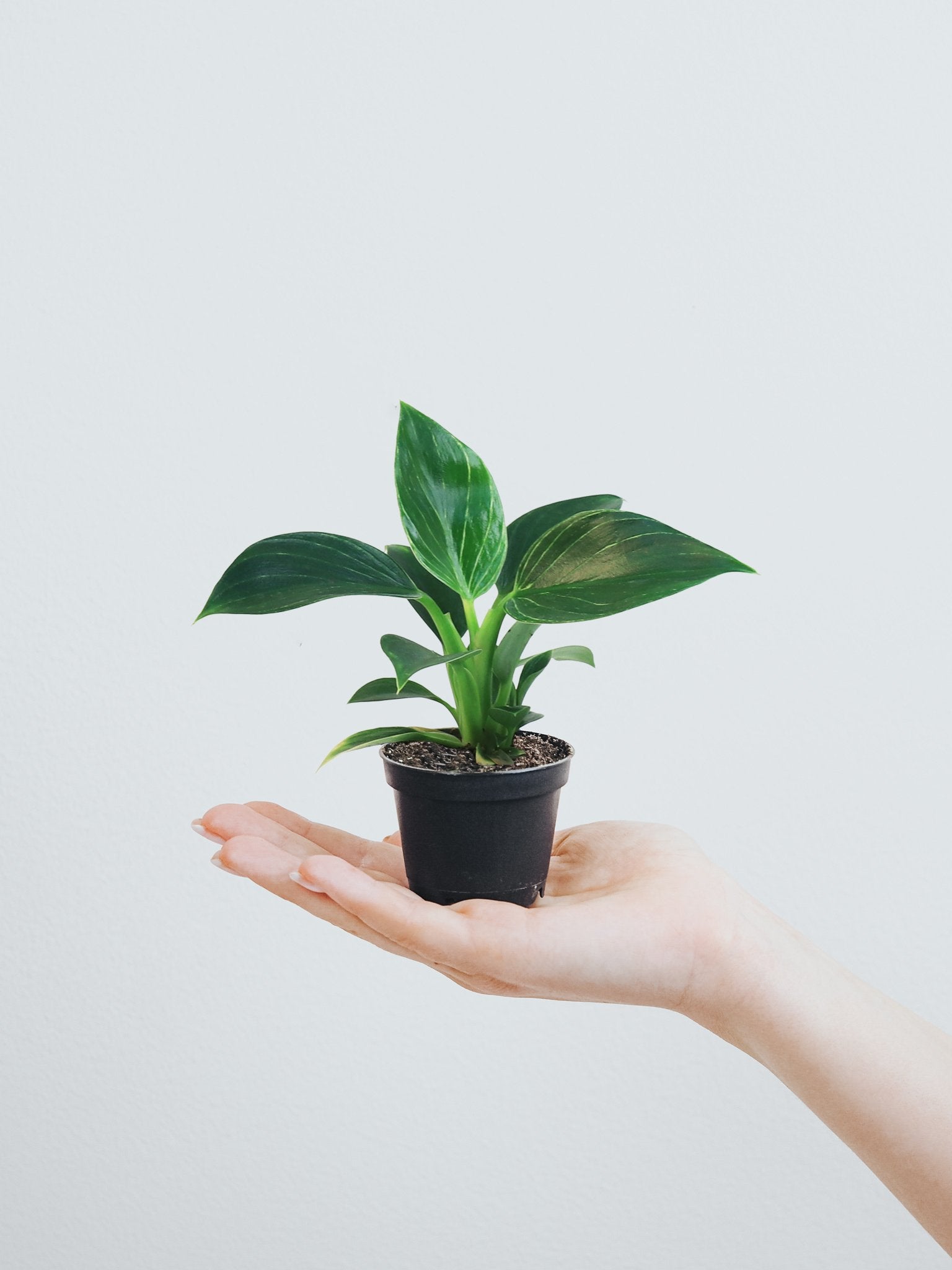 Mini Philodendron Birkin - Plantredo