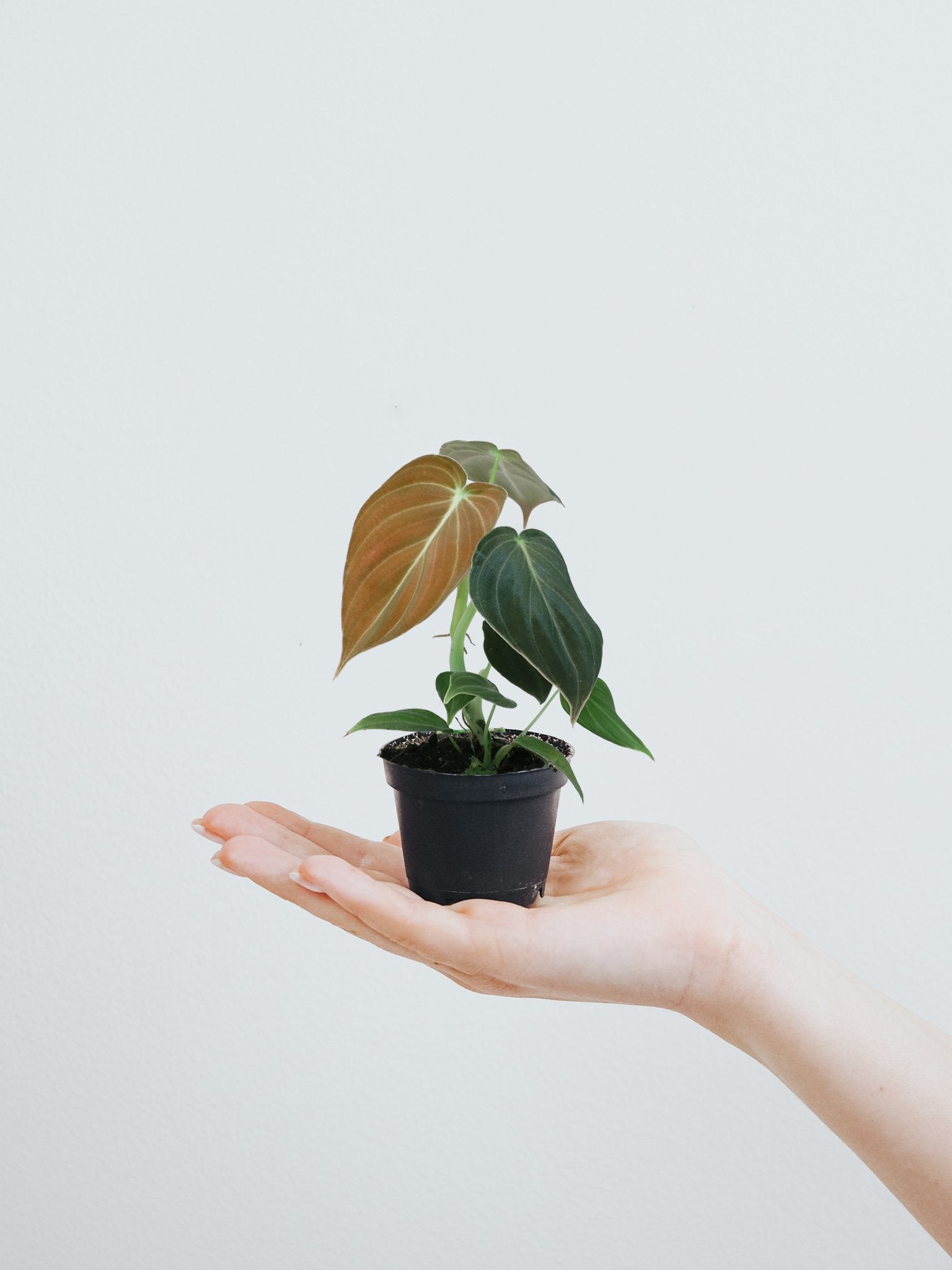 Mini Philodendron Micans - Plantredo
