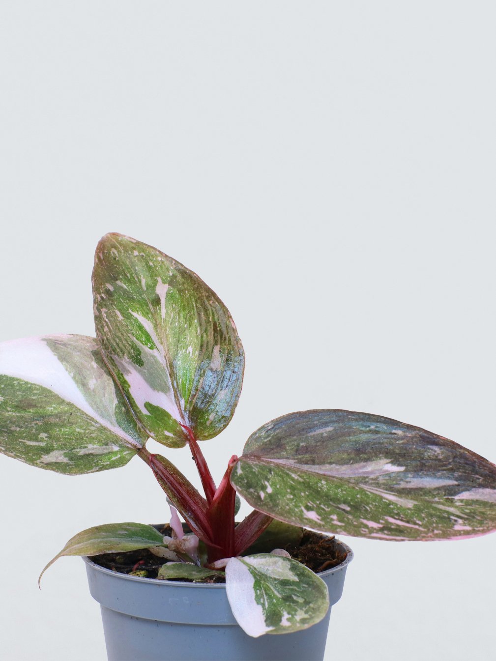 Mini Philodendron Pink Princess - Plantredo