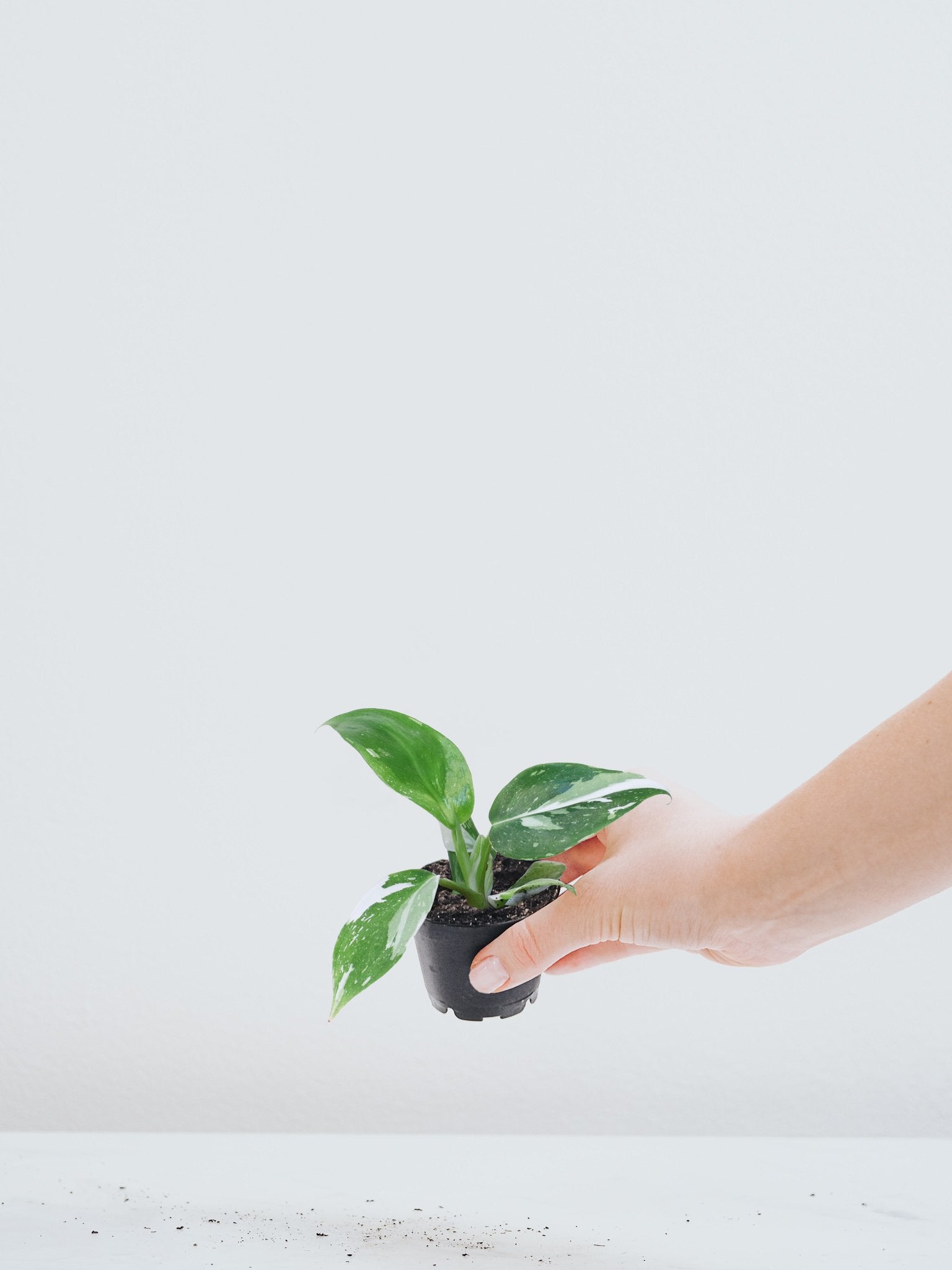 Mini Philodendron 'White Wizard' - Plantredo
