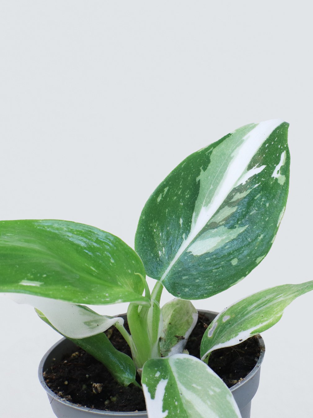 Mini Philodendron 'White Wizard' - Plantredo