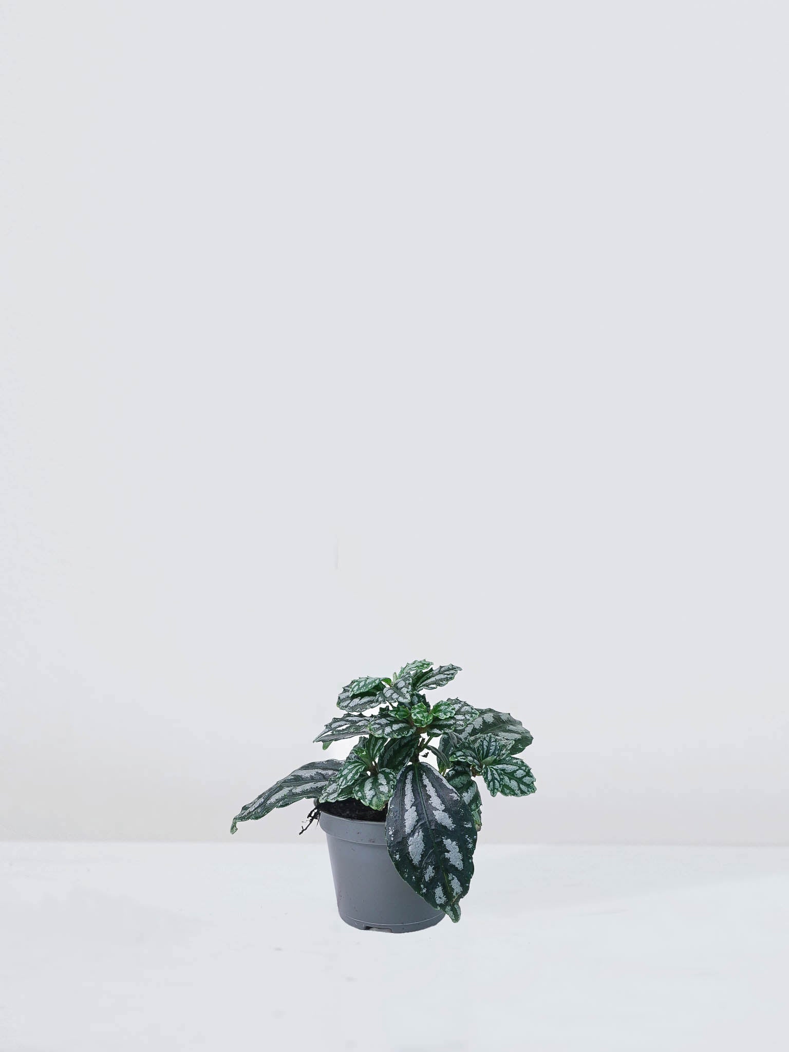 Mini Pilea cadierei - Plantredo