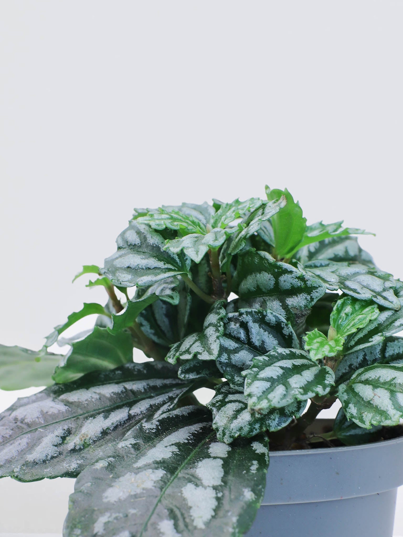Mini Pilea cadierei - Plantredo