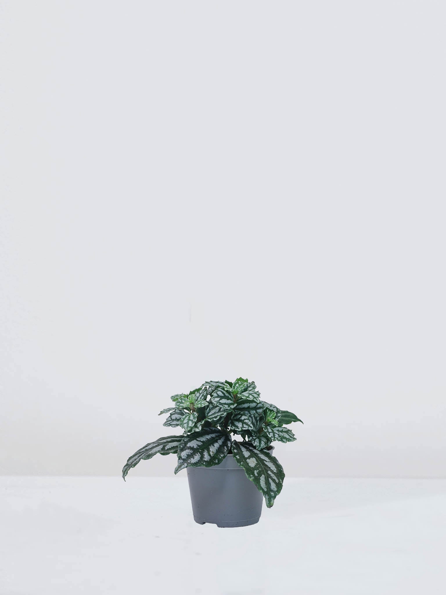 Mini Pilea cadierei - Plantredo