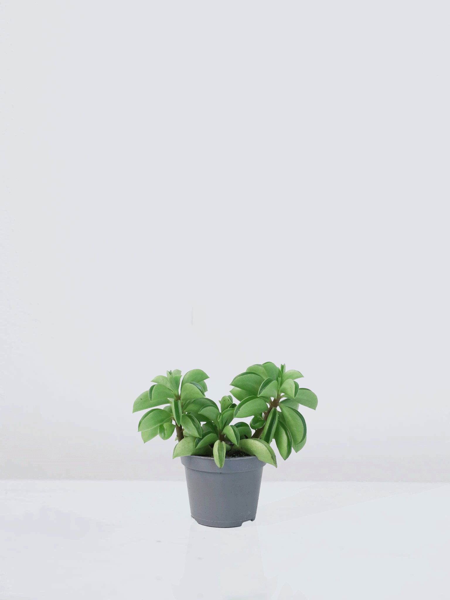 Mini Prayer Pepper - Plantredo