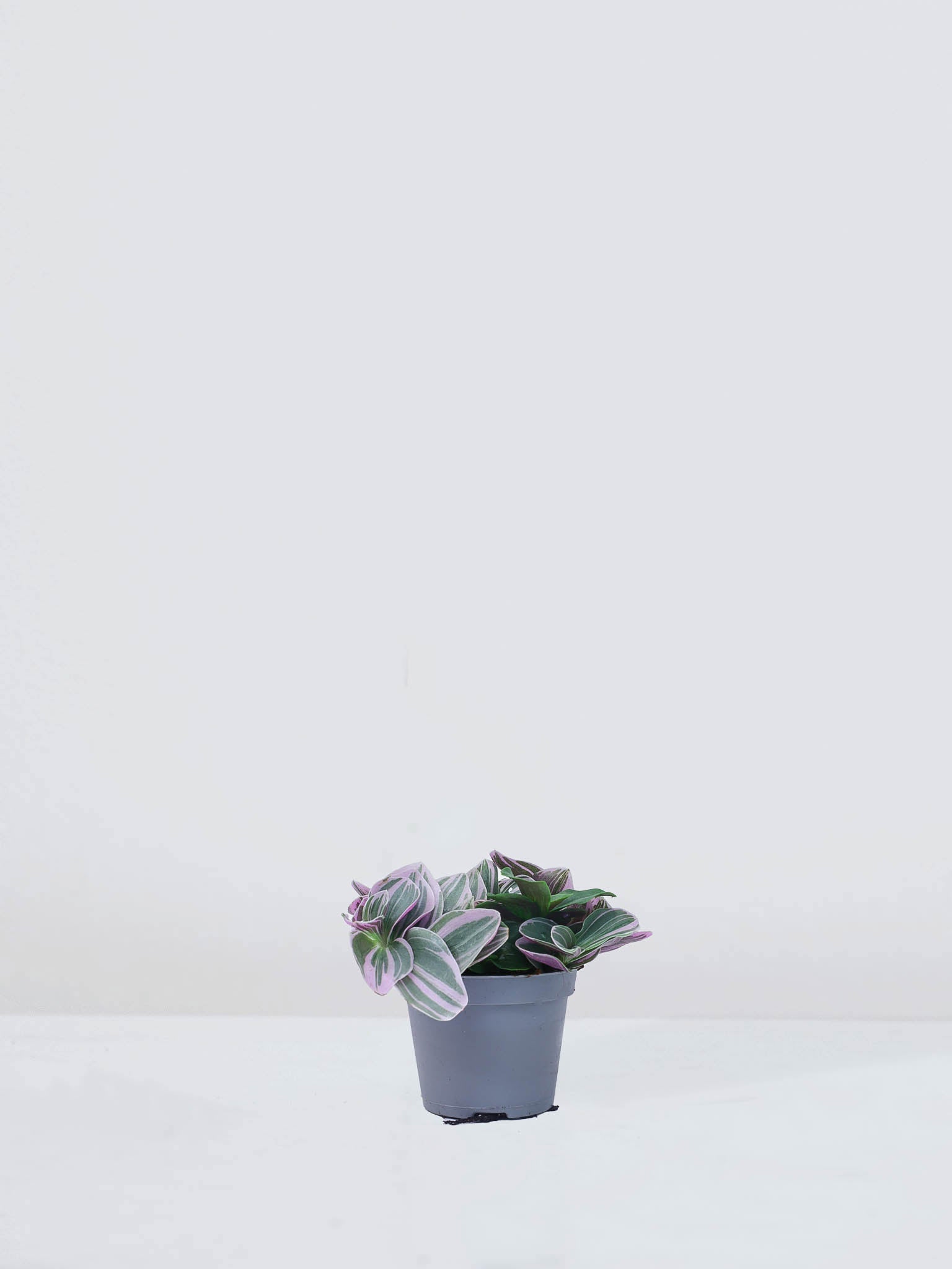 Mini Skvallerreva 'Nanouk' - Plantredo