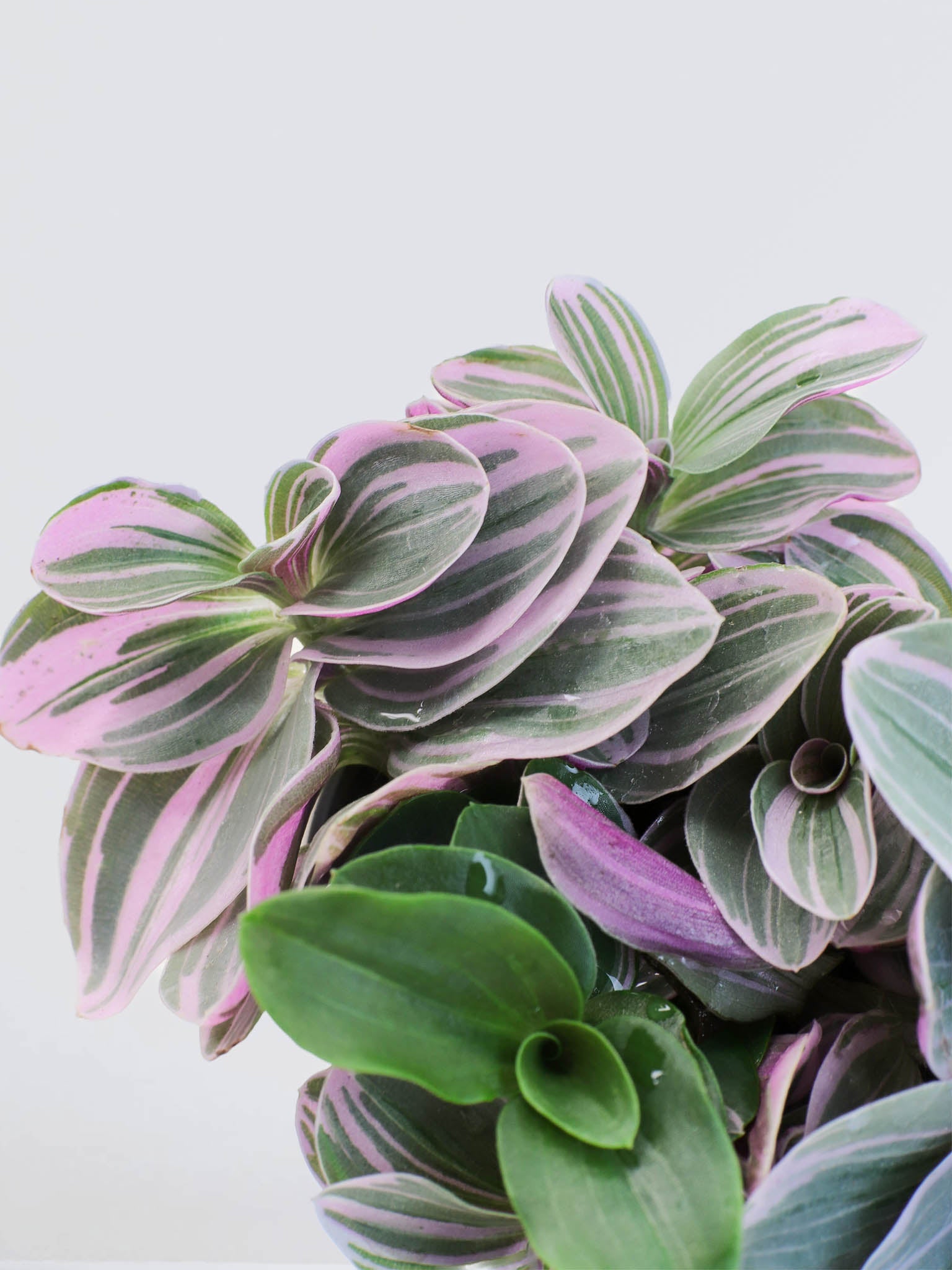 Mini Skvallerreva 'Nanouk' - Plantredo