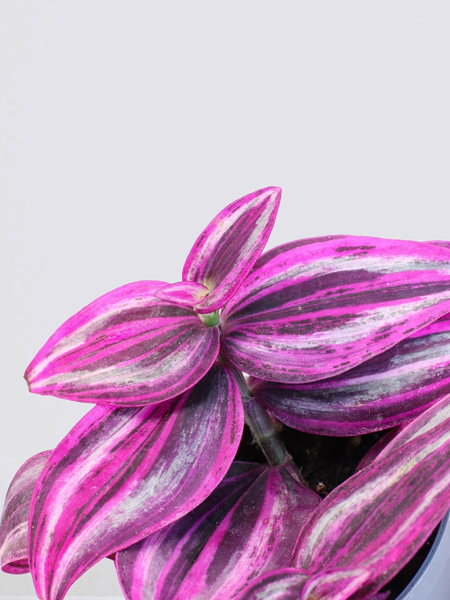 Mini Skvallerreva 'Pink Paradise' - Plantredo