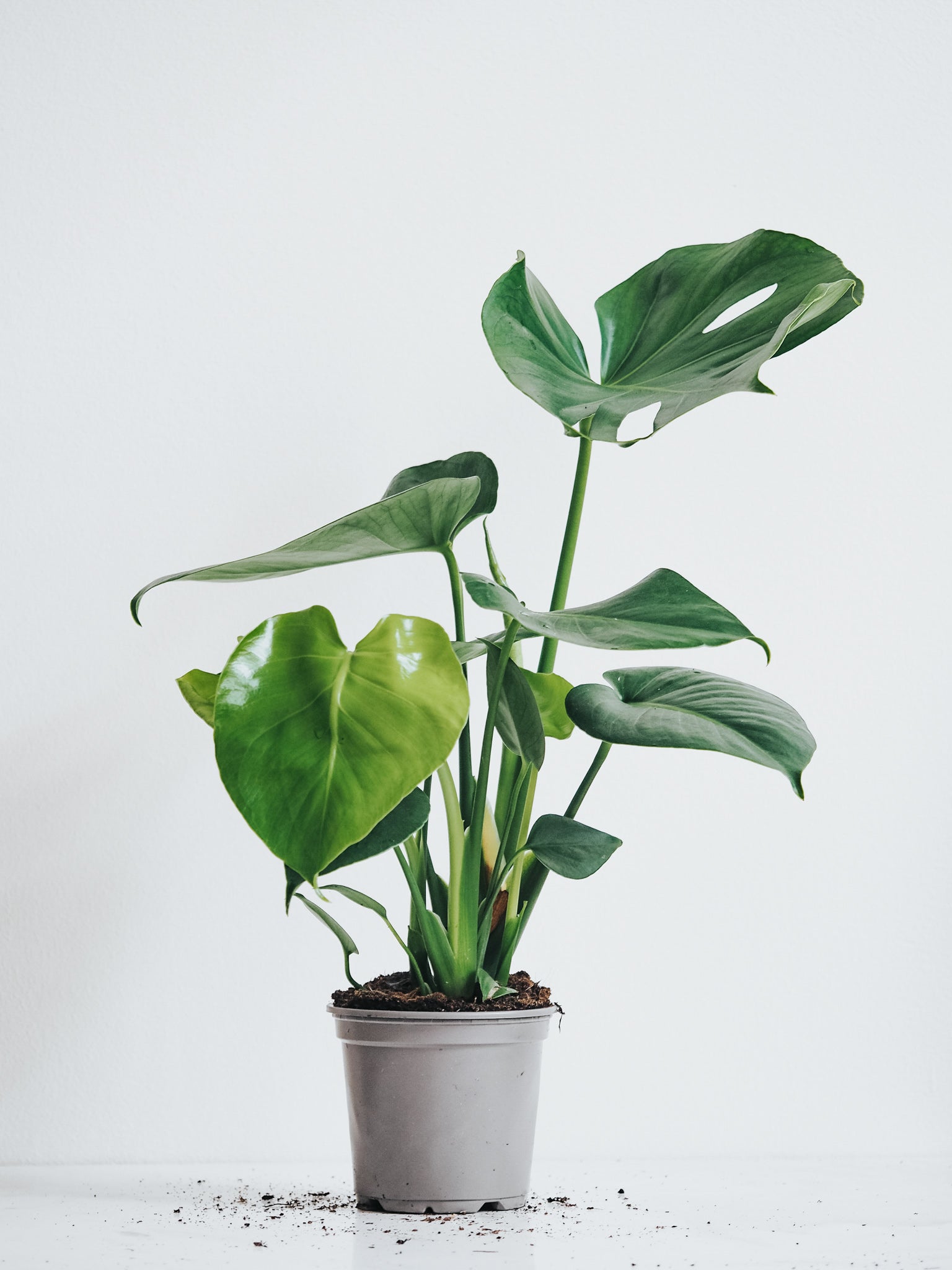 Monstera - Plantredo