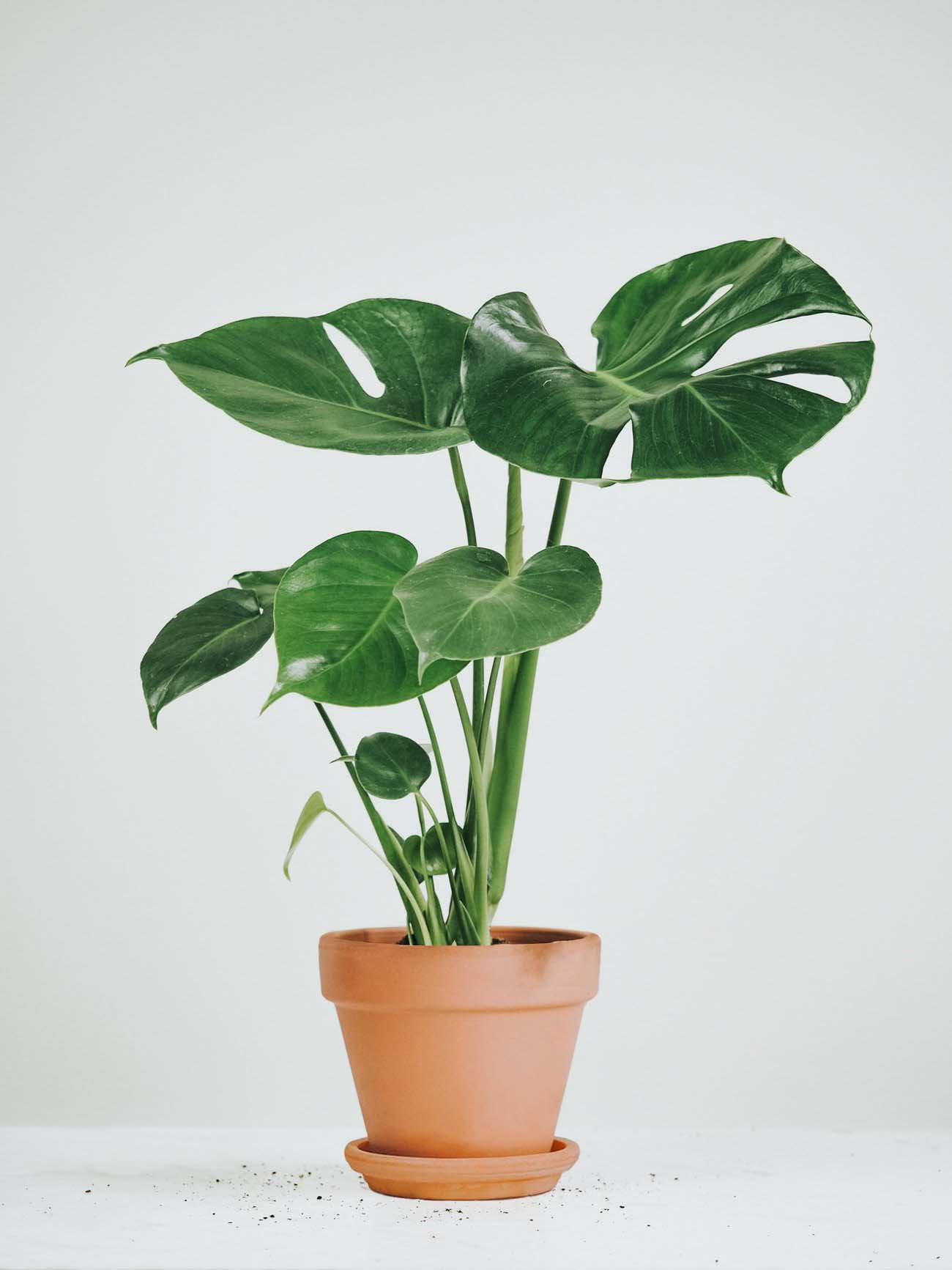 Monstera - Plantredo