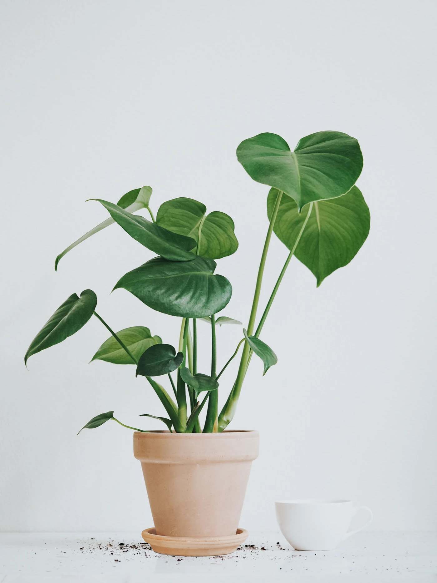 Monstera - Plantredo