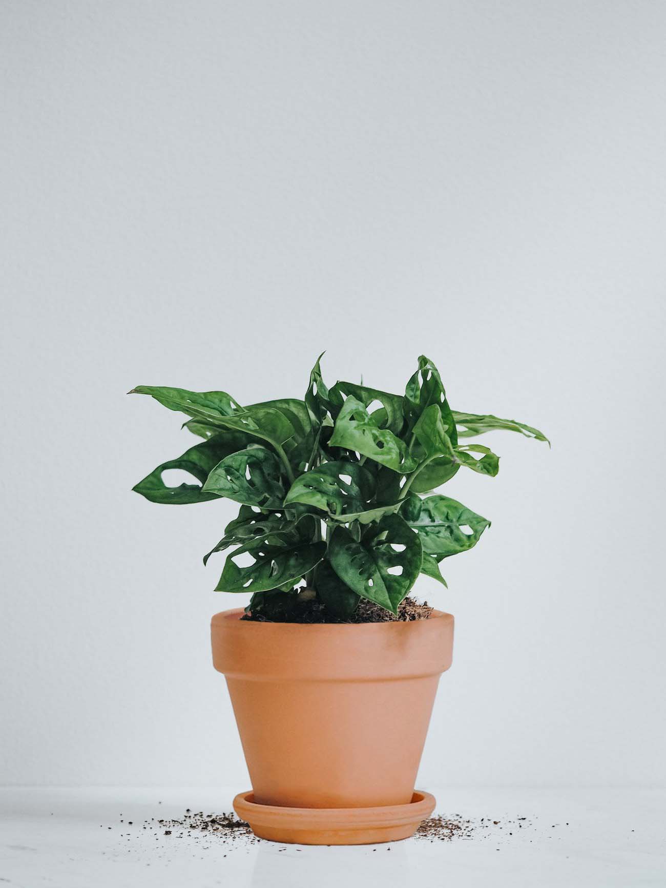 Monstera Adansonii - Plantredo
