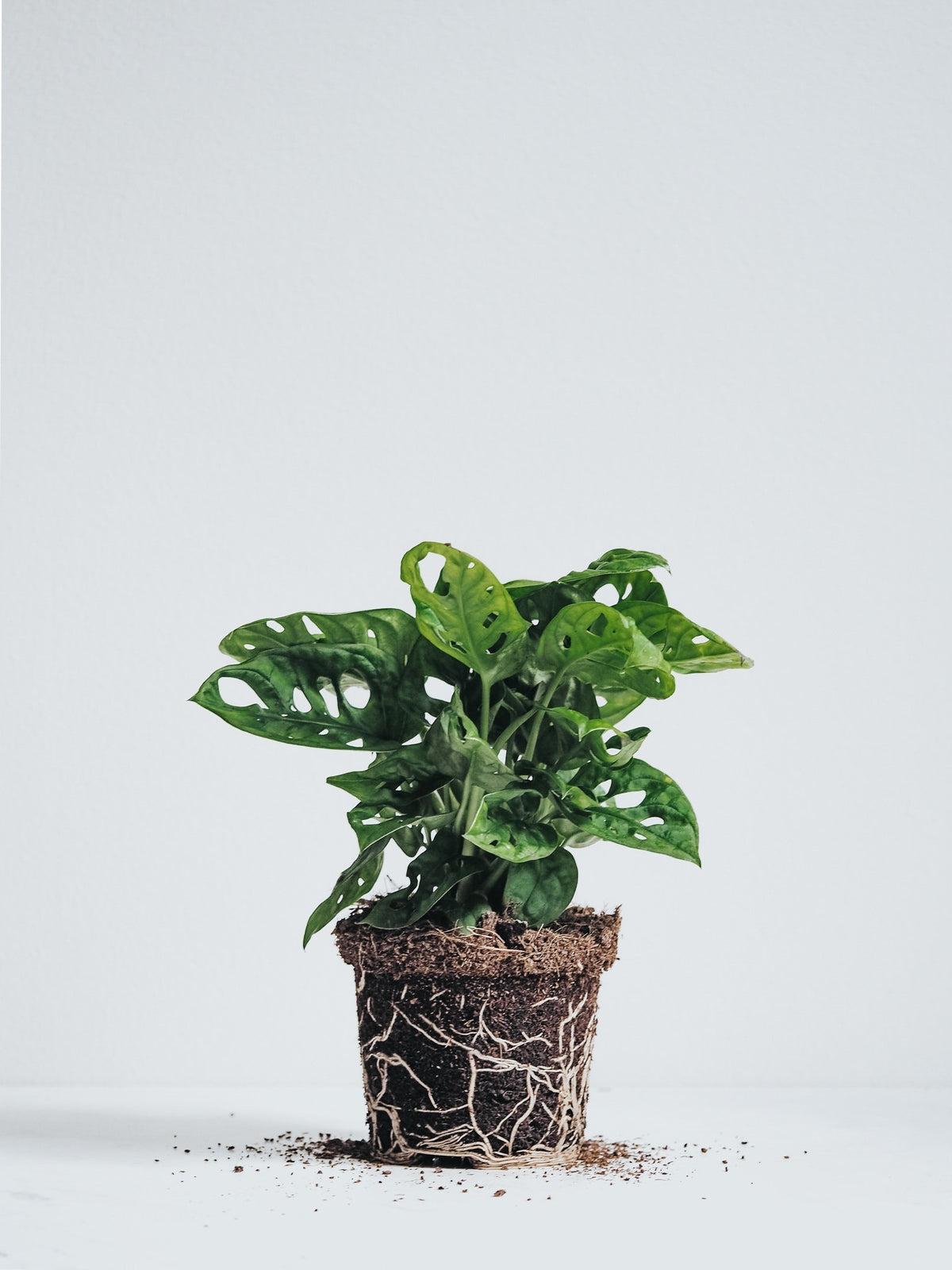 Monstera Adansonii - Plantredo