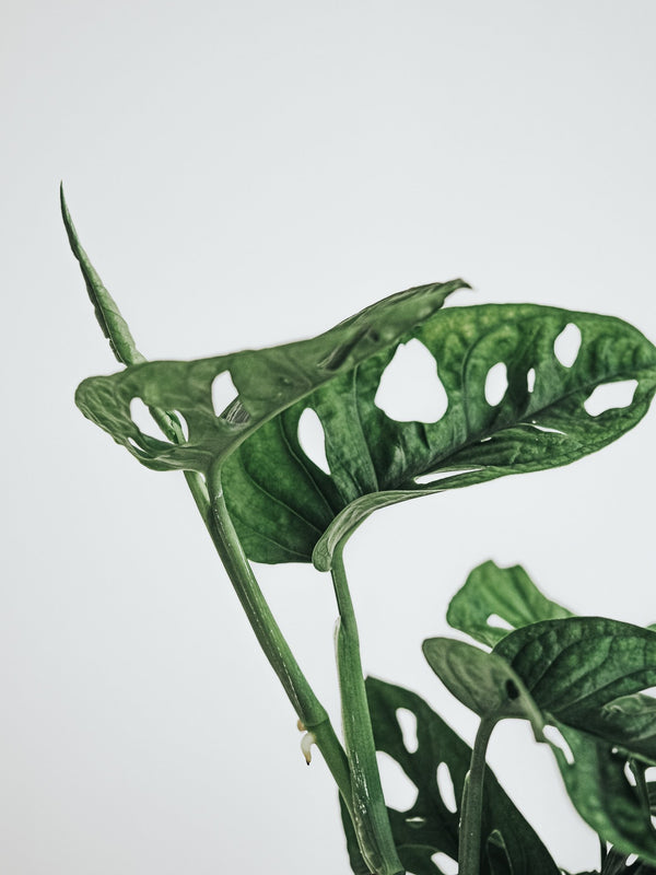 Monstera Adansonii - Plantredo