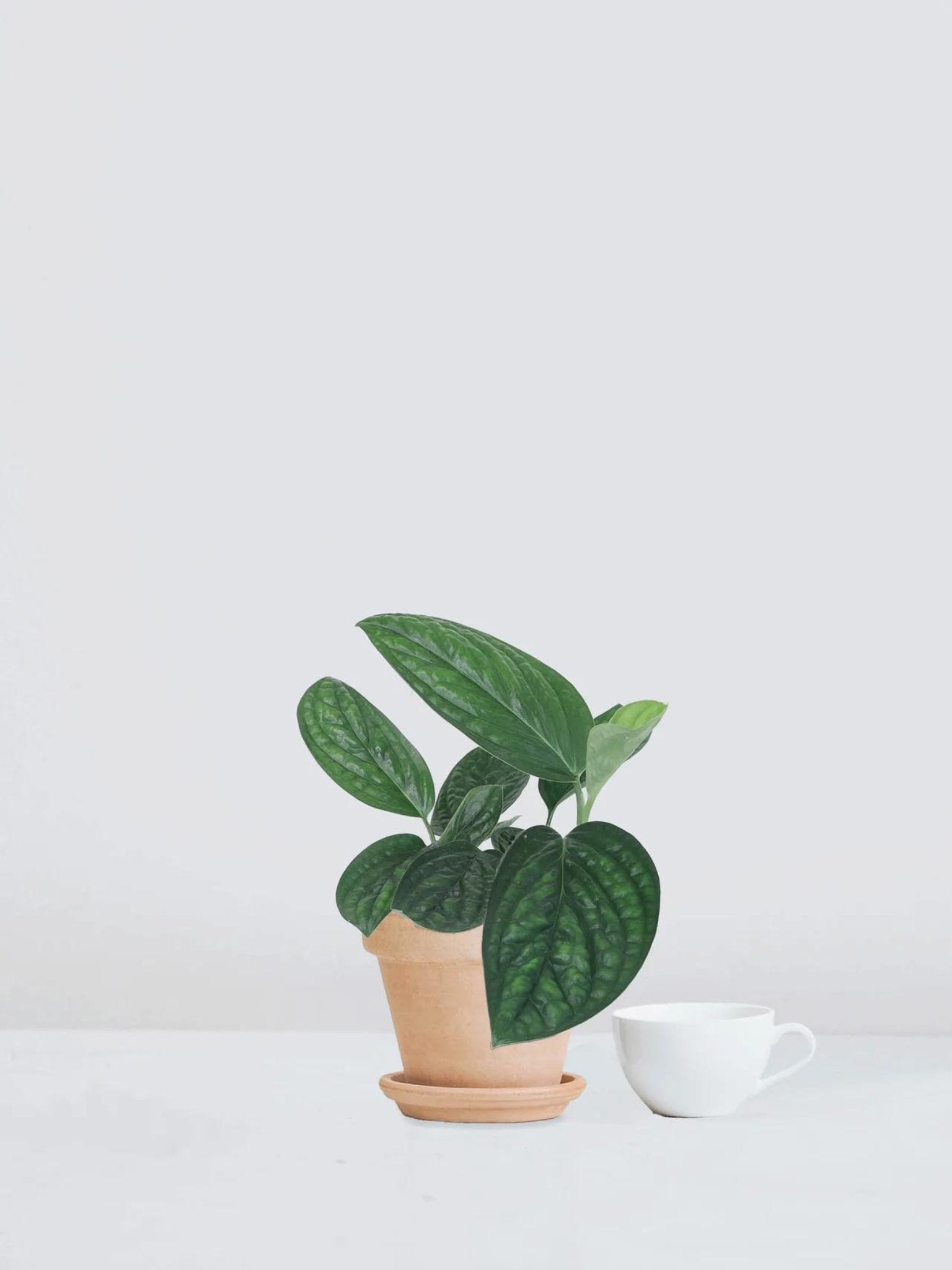 Monstera Peru - Plantredo