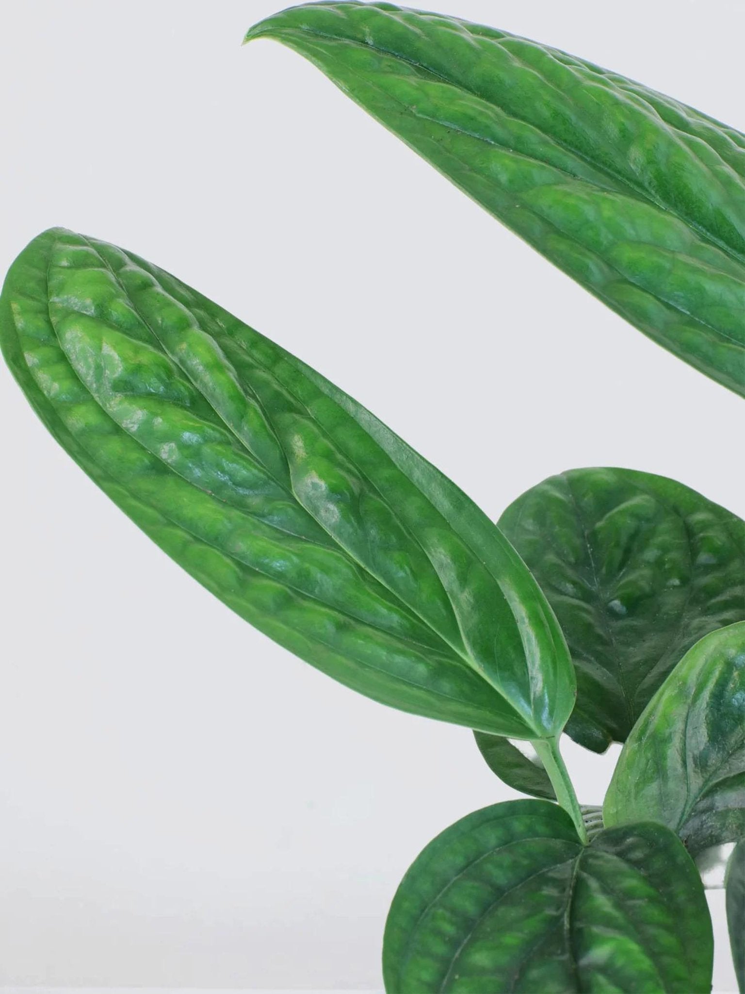 Monstera Peru - Plantredo