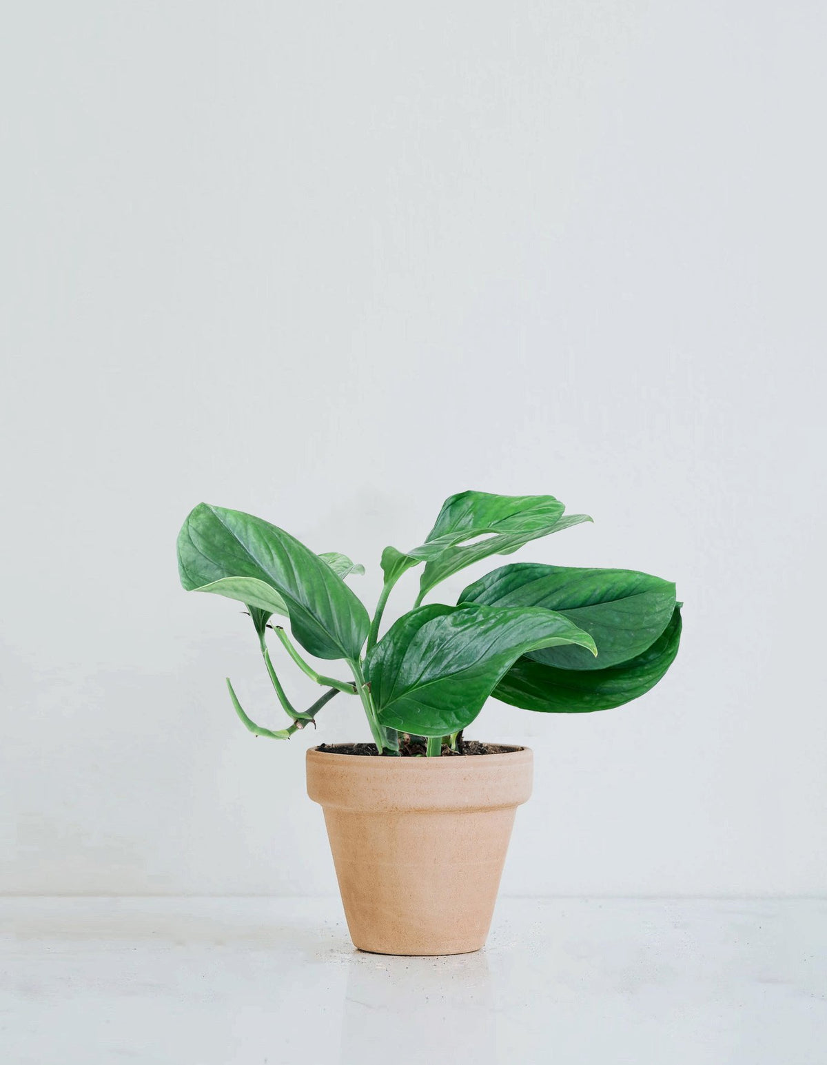 Monstera Pinnatipartita - Plantredo