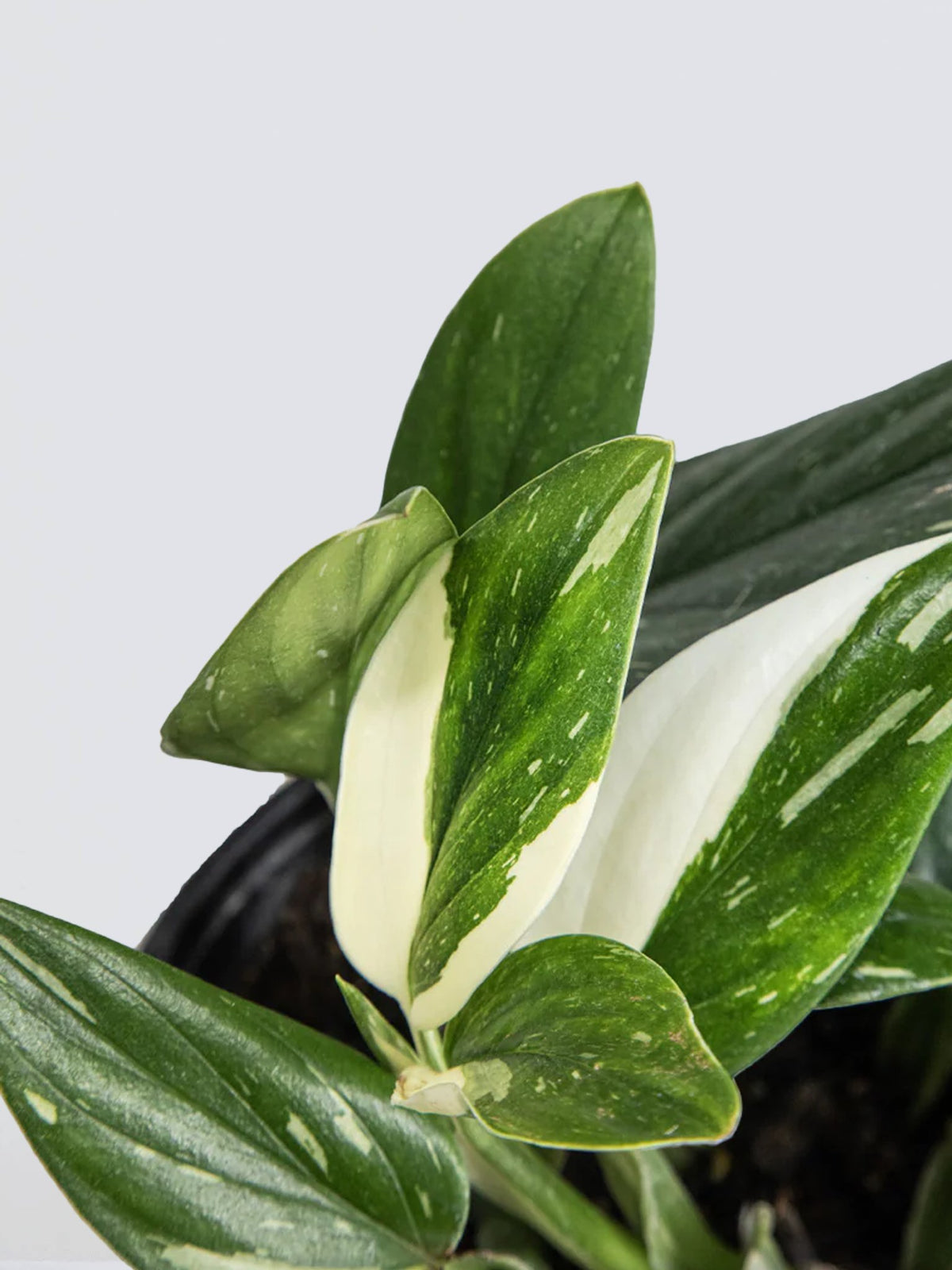 Monstera standleyana - Plantredo