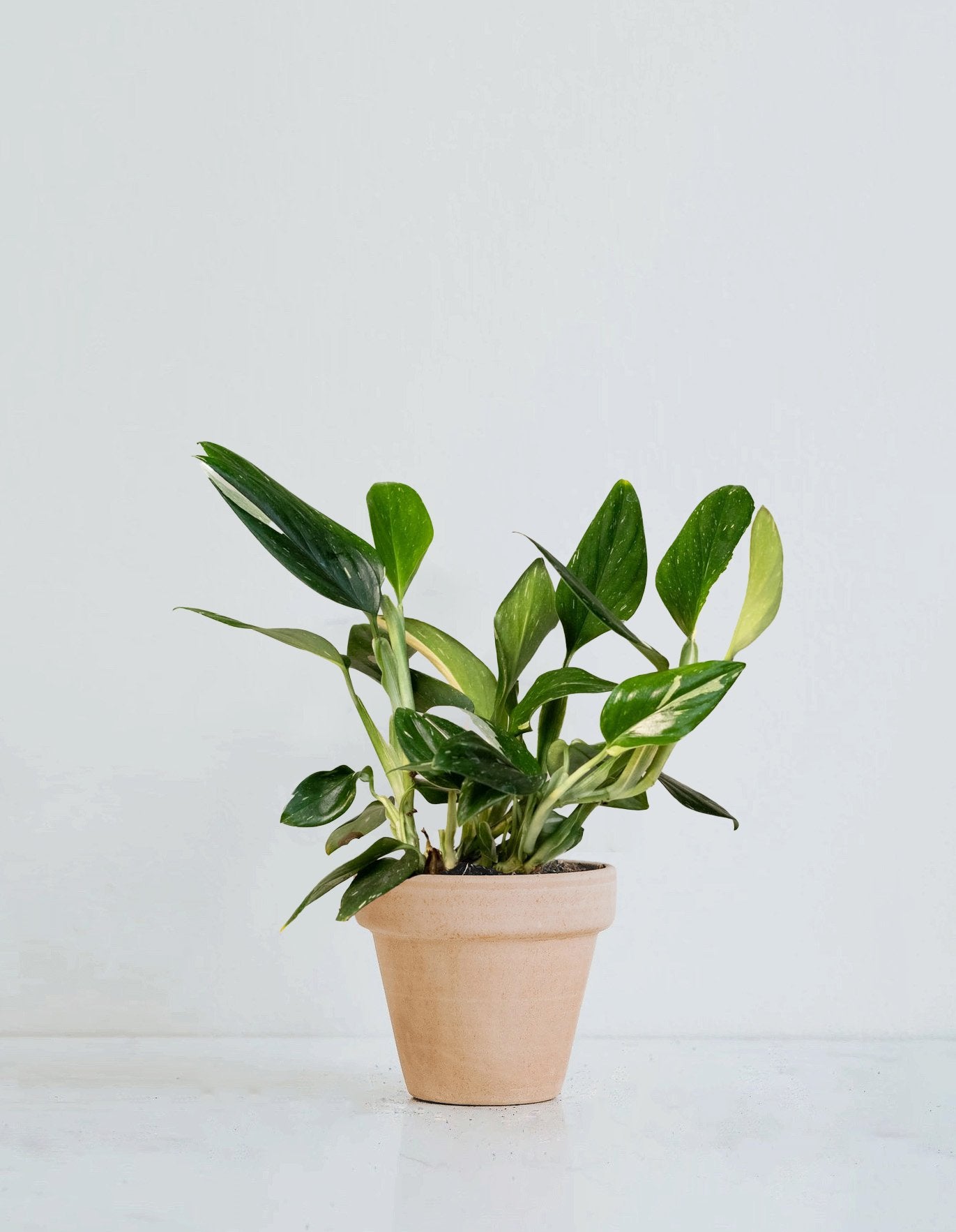 Monstera standleyana - Plantredo