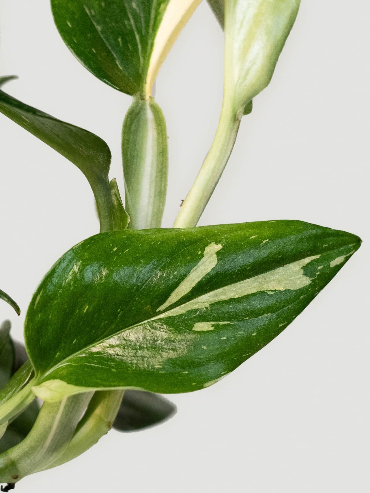Monstera standleyana - Plantredo