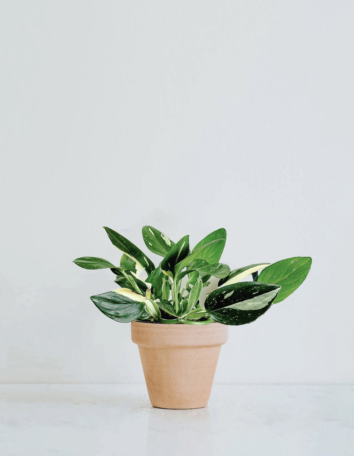 Monstera standleyana - Plantredo