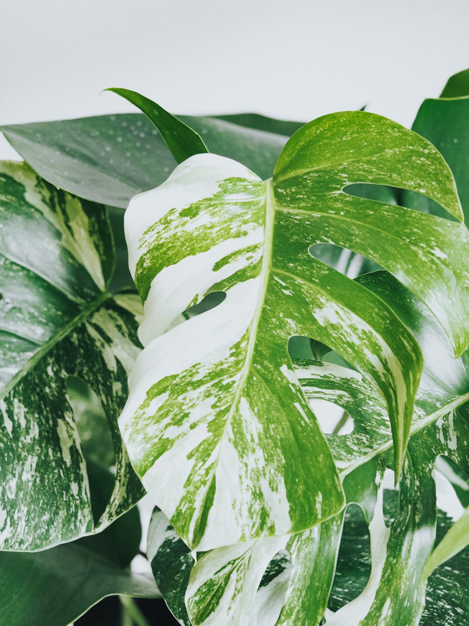 Monstera Variegata - Plantredo