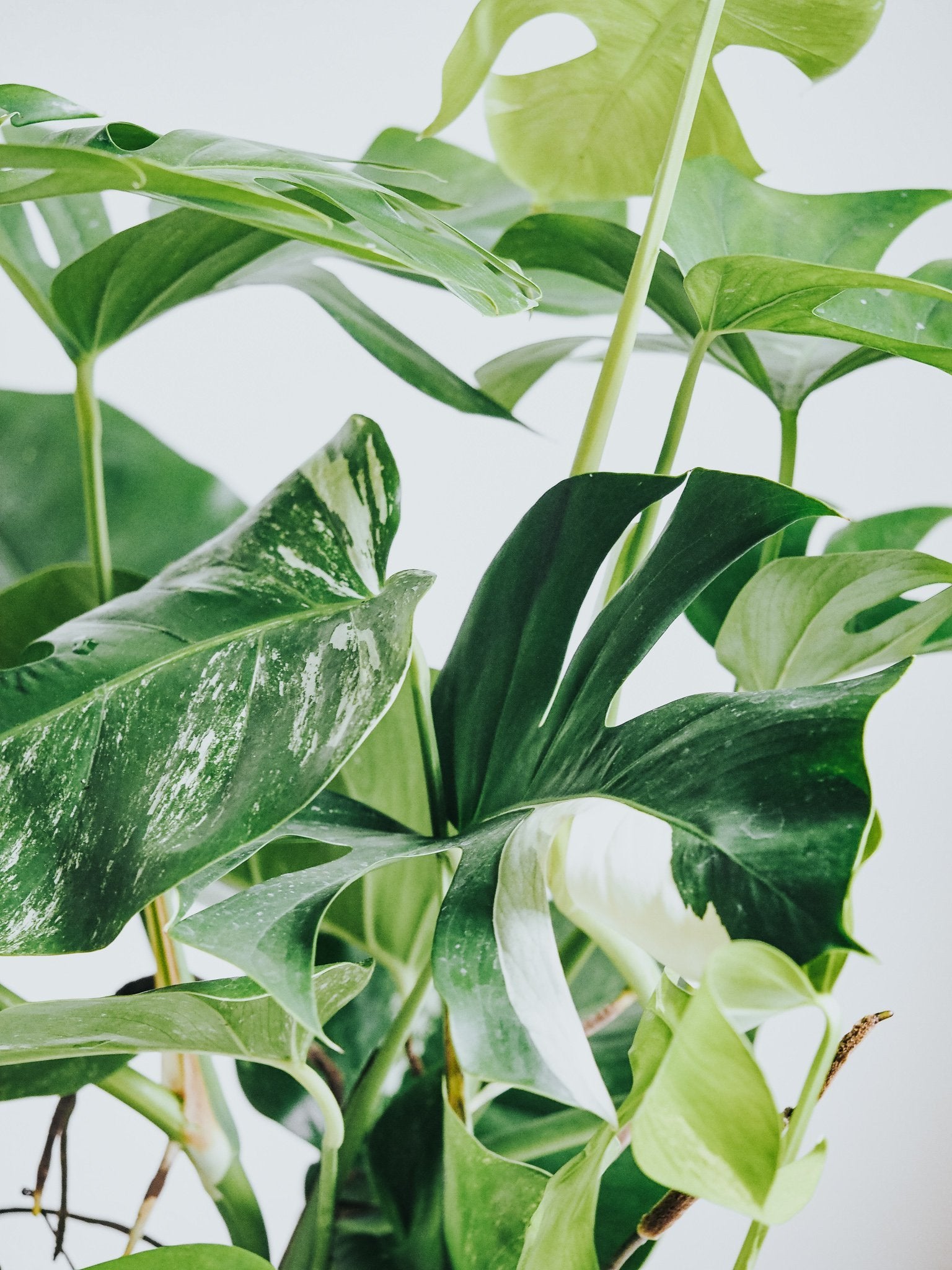 Monstera Variegata - Plantredo
