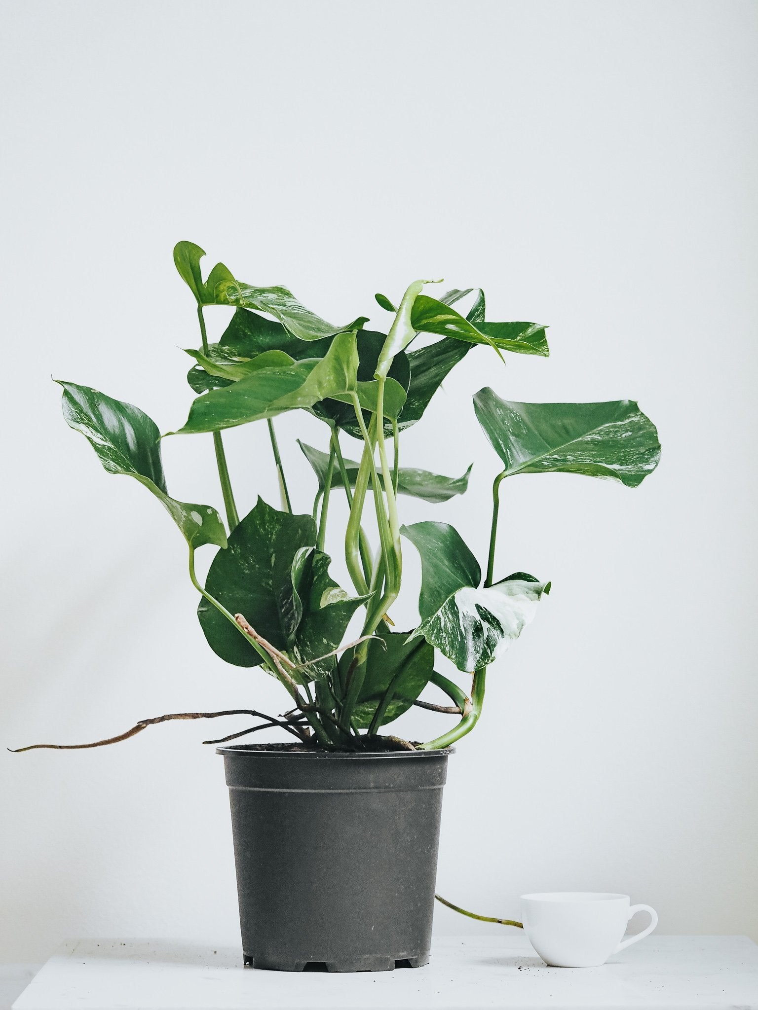 Monstera Variegata - Plantredo