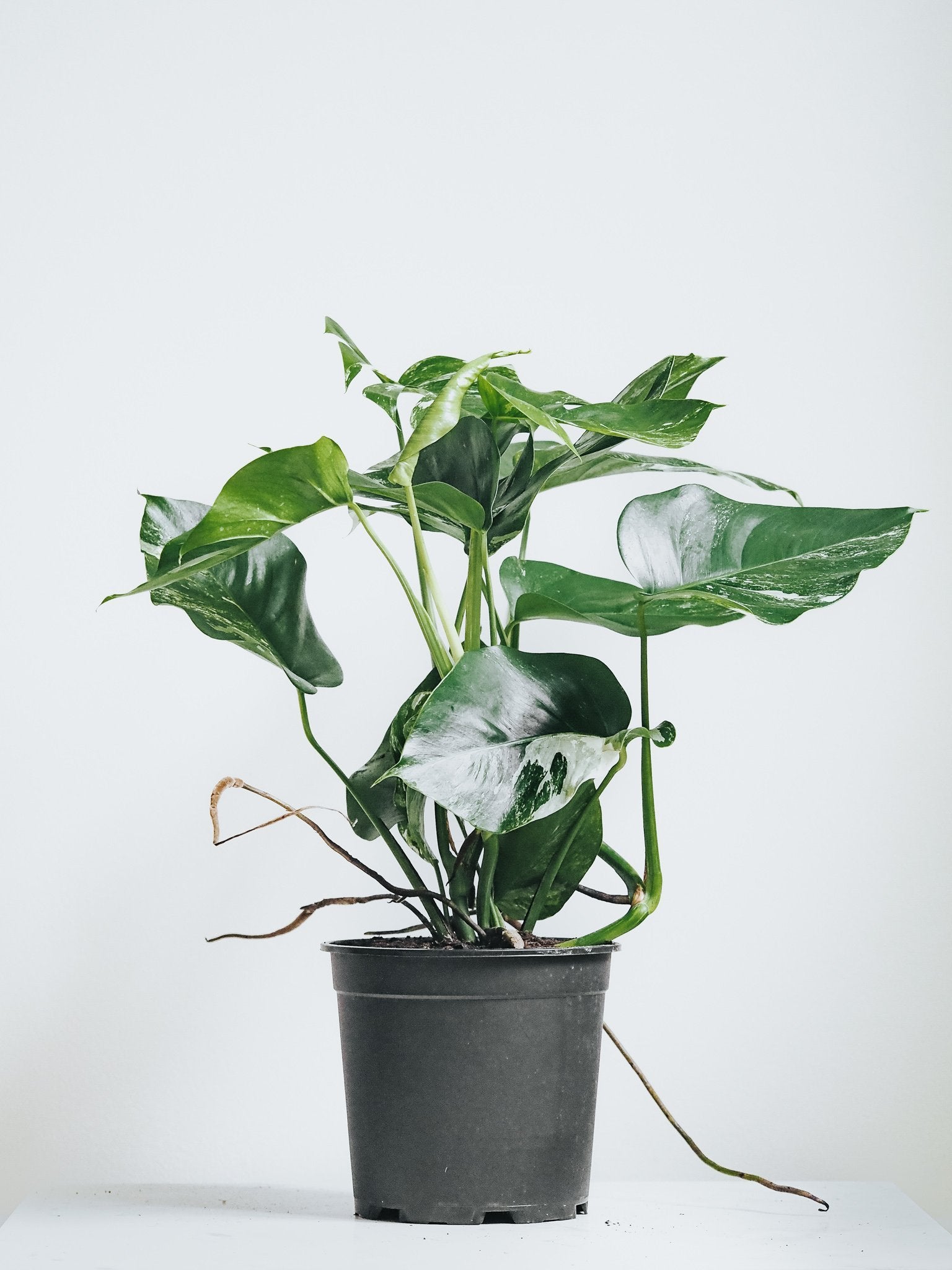 Monstera Variegata - Plantredo