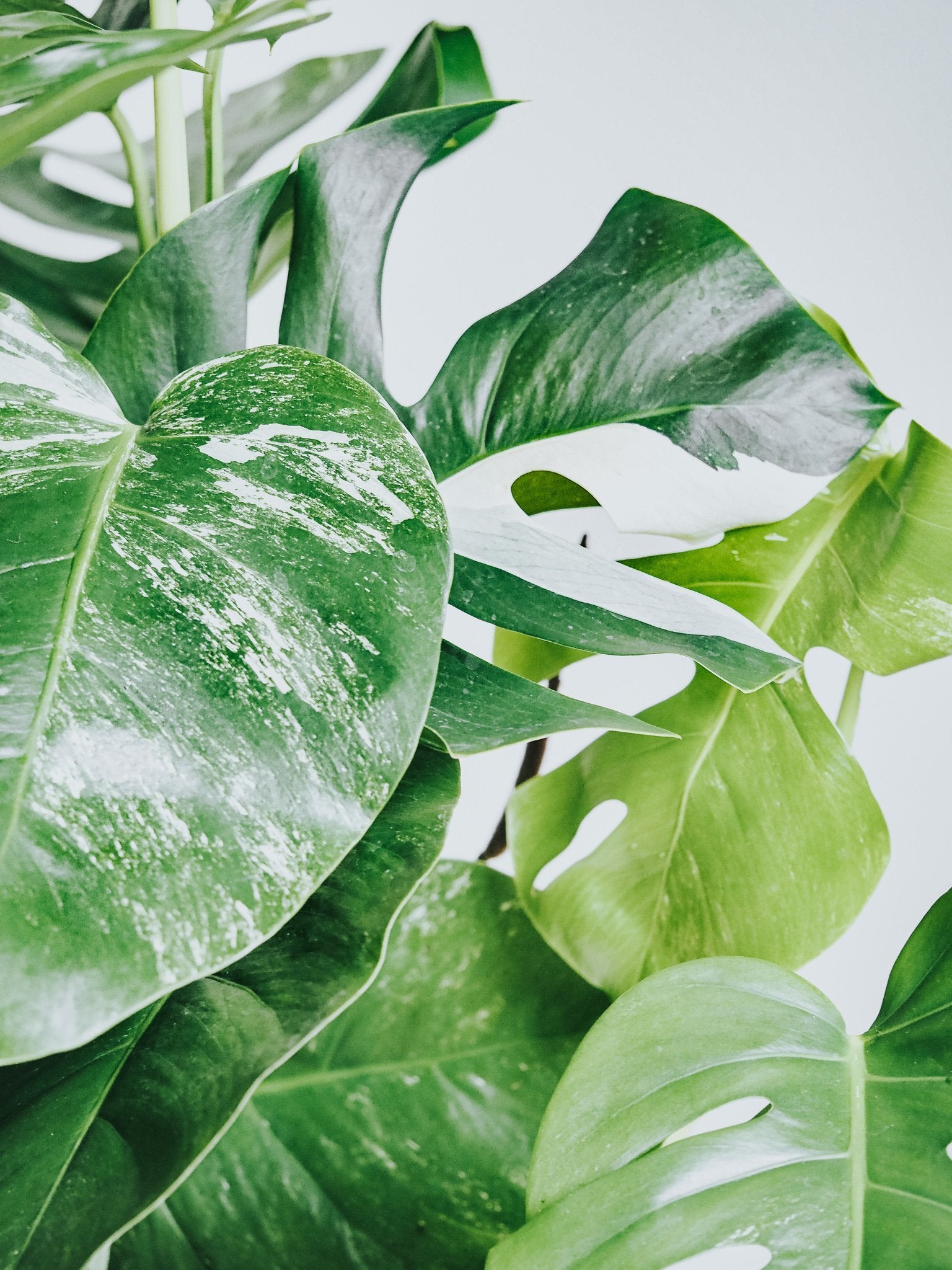 Monstera Variegata - Plantredo