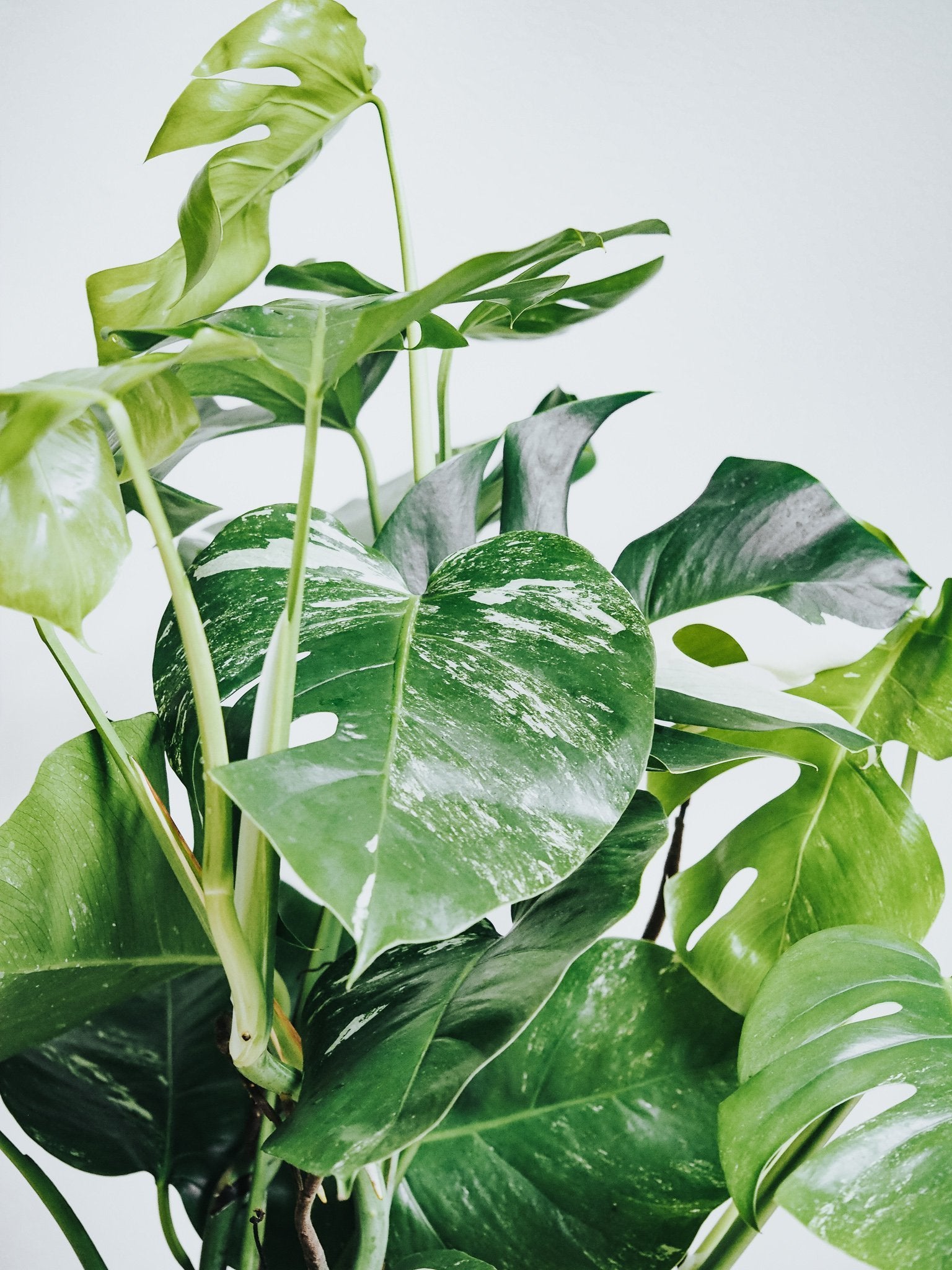 Monstera Variegata - Plantredo