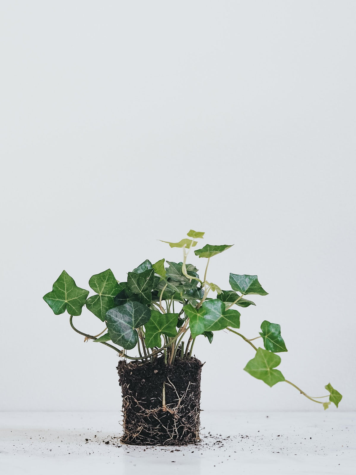 Murgröna - Plantredo