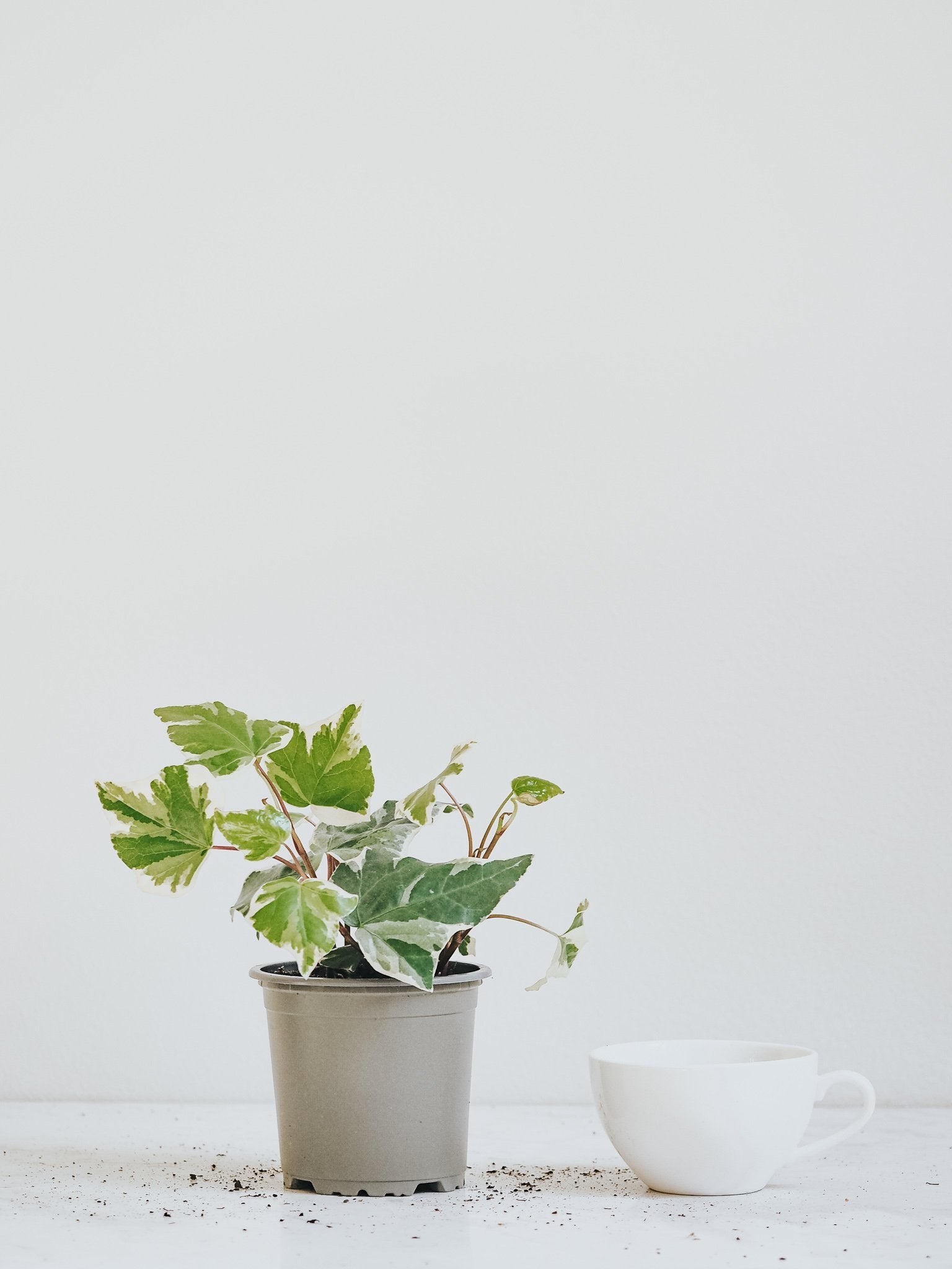 Murgröna Variegata - Plantredo