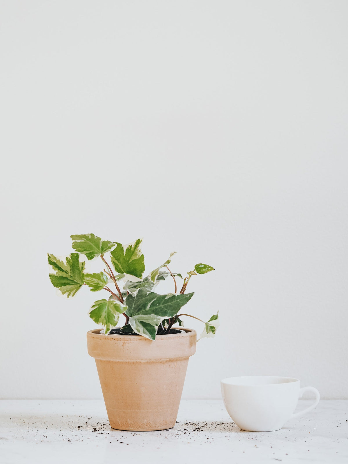 Murgröna Variegata - Plantredo