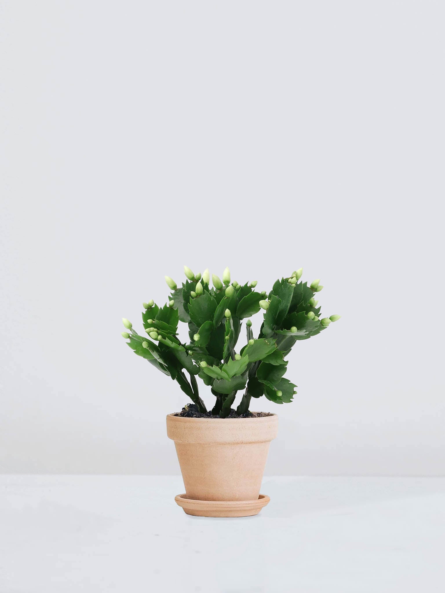 Novemberkaktus Grön - Plantredo