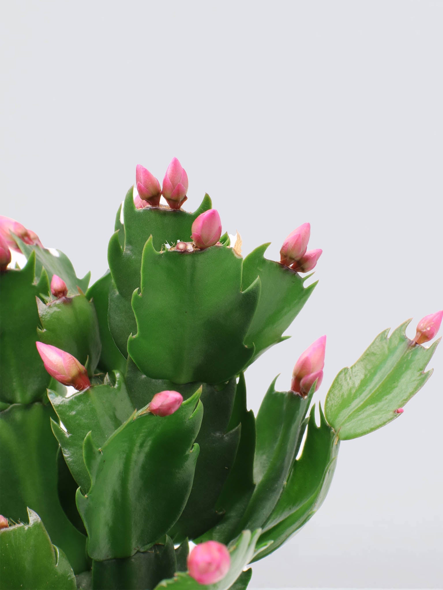 Novemberkaktus Rosa - Plantredo