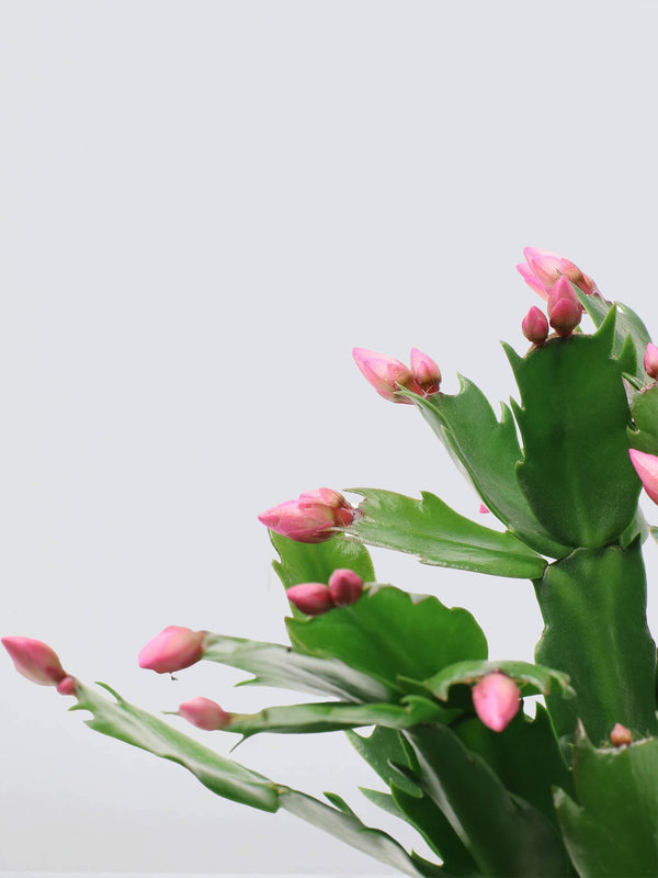 Novemberkaktus Rosa - Plantredo