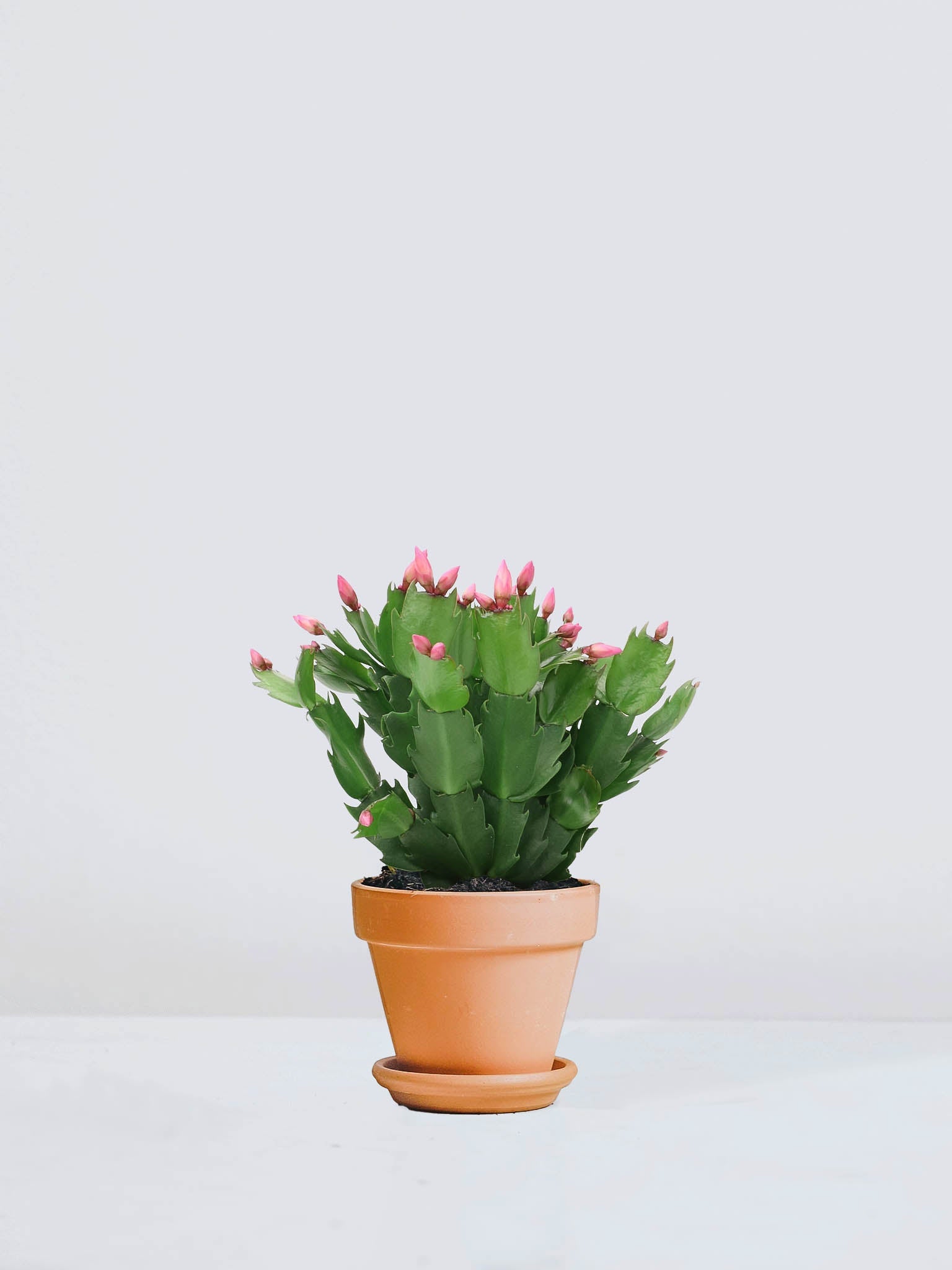 Novemberkaktus Rosa - Plantredo