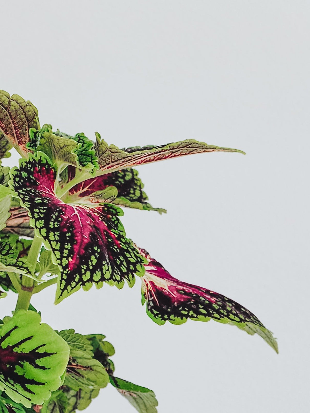 Palettblad - Plantredo