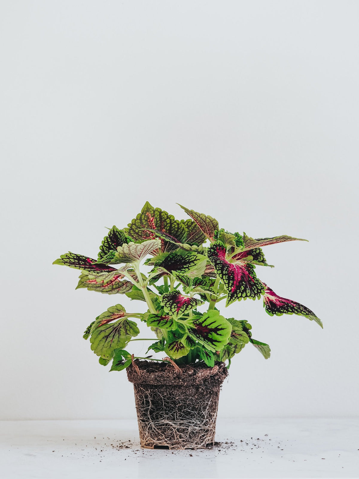 Palettblad - Plantredo